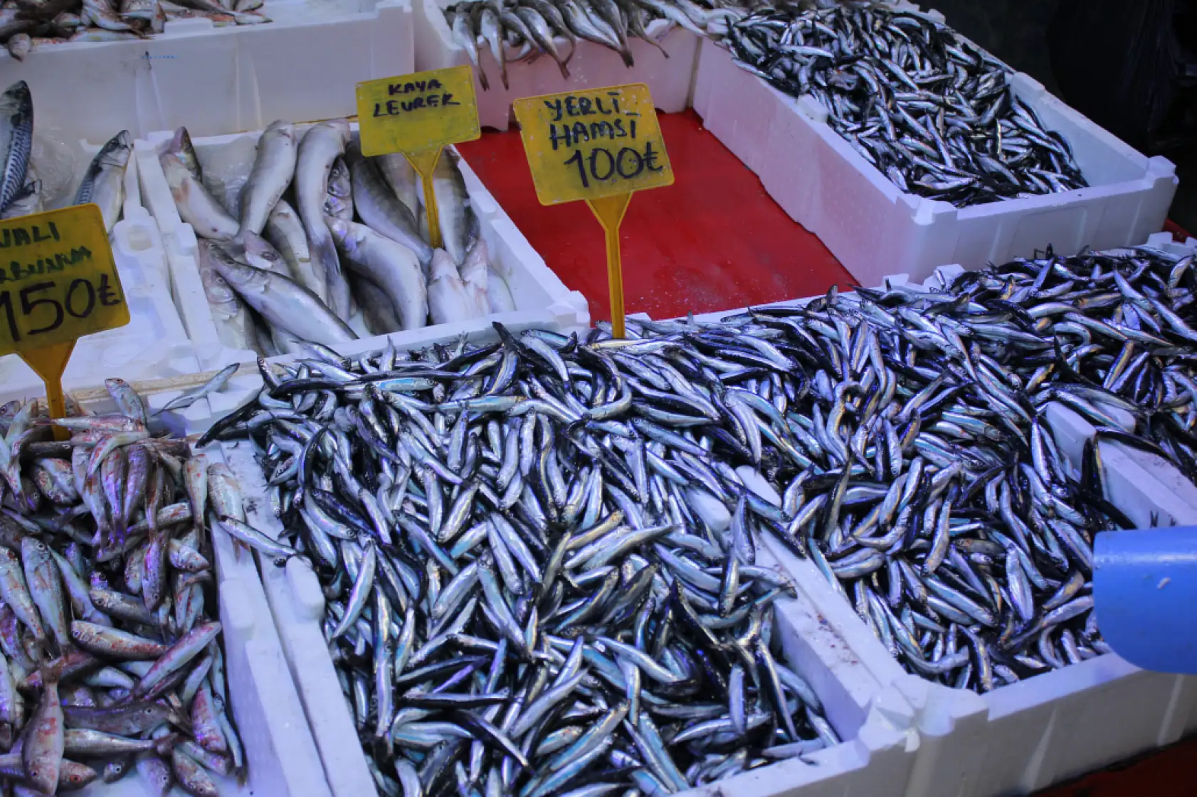 Hamsi Bolluğu Başladı 'Fiyatlar Yarı Yarıya Düştü'