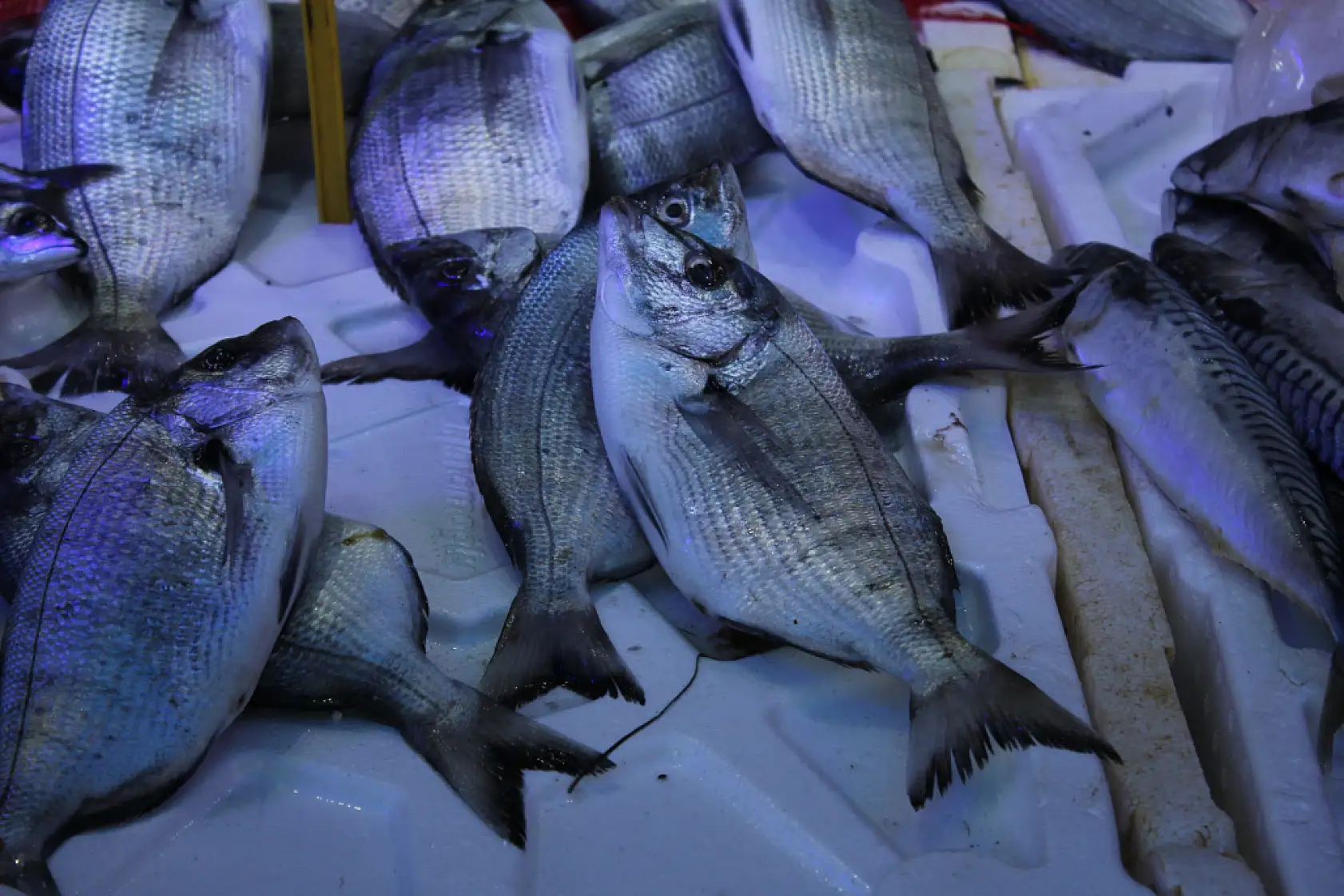 Hamsi Bolluğu Başladı 'Fiyatlar Yarı Yarıya Düştü'