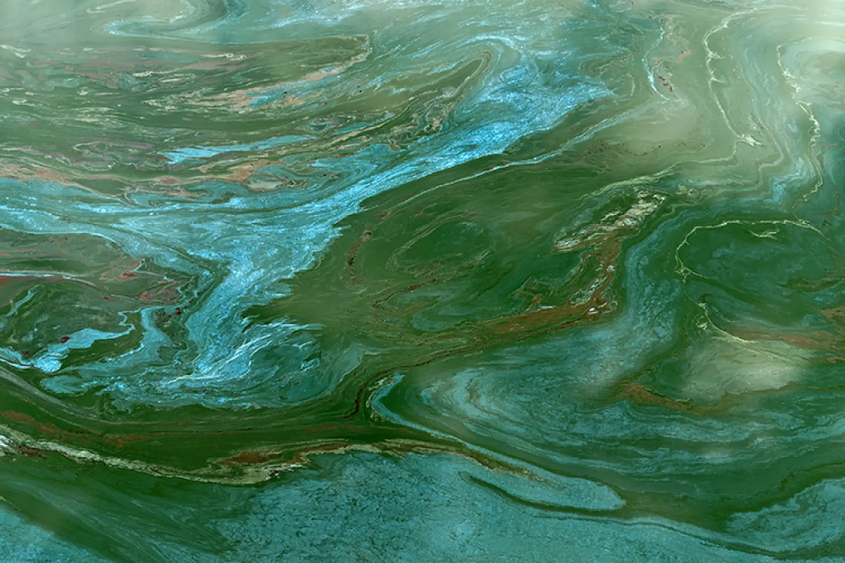 Suları çekilen Manisa'daki Demirköprü Barajı yosunla kaplandı