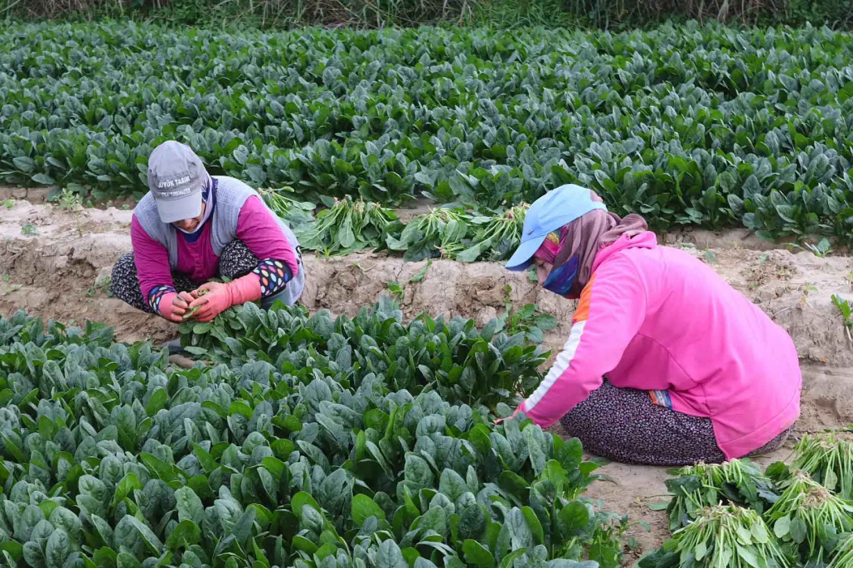 Ispanağın kilosu tarlada 6, pazarda 40 TL