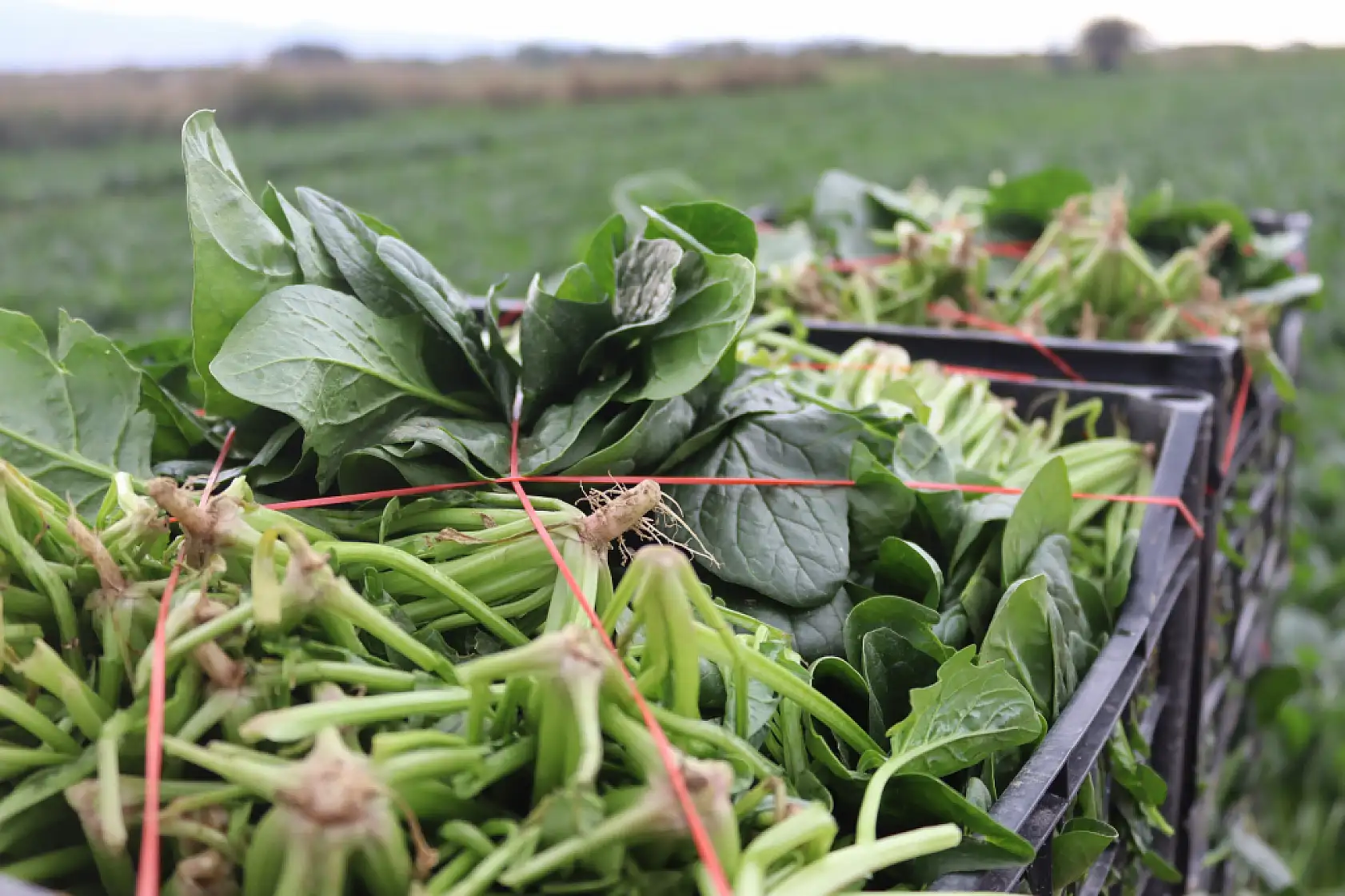 Ispanağın kilosu tarlada 6, pazarda 40 TL