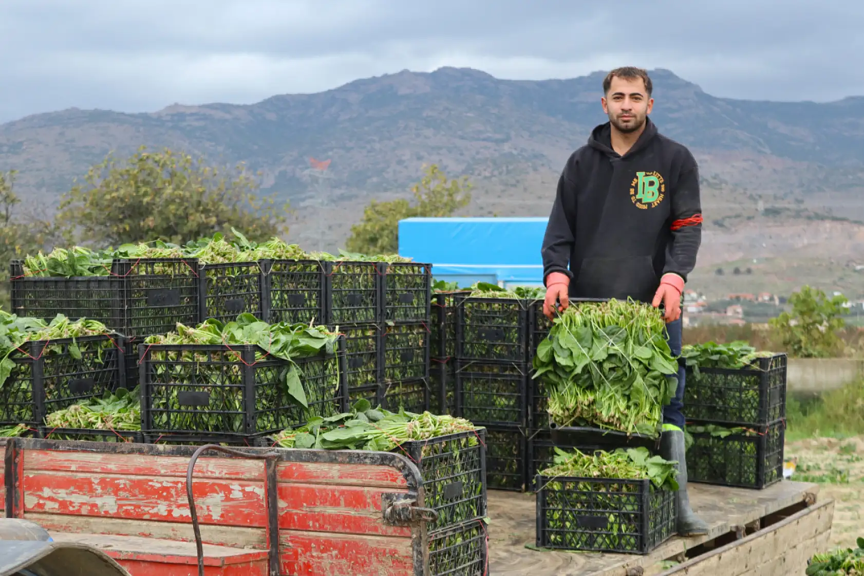 Ispanağın kilosu tarlada 6, pazarda 40 TL