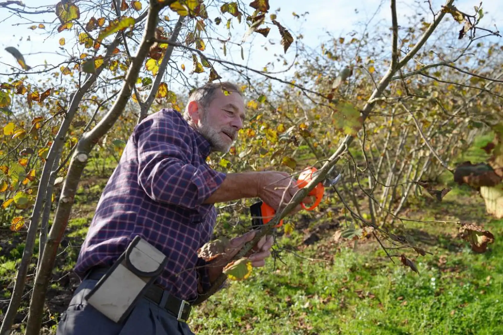 Fındıkta Verimi Artıran Sır: Güneş, Doğru Budama ve Temiz Ocaklar