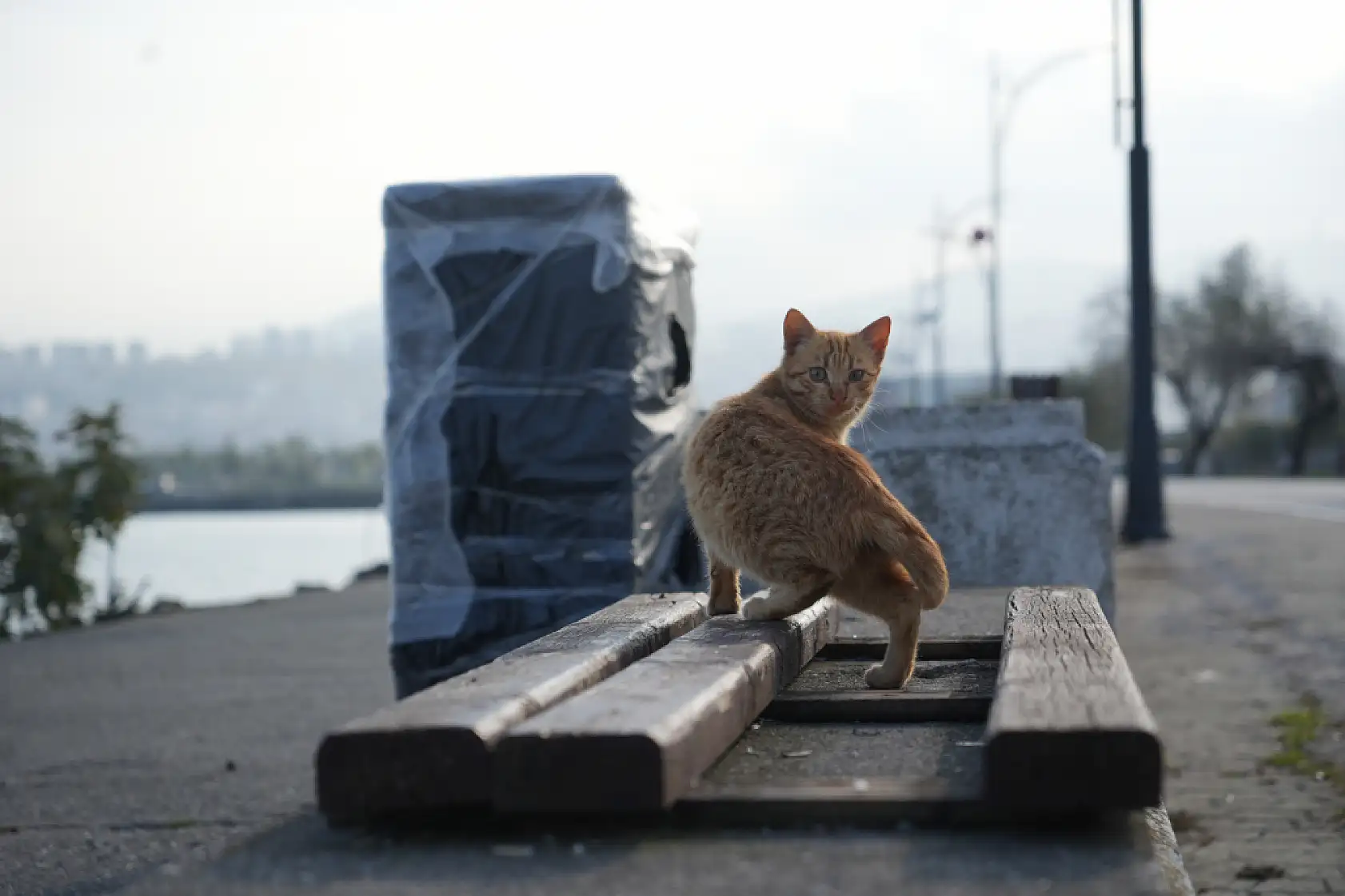 Samsun Sahilinde Kediler İçin Sıcak Yuva