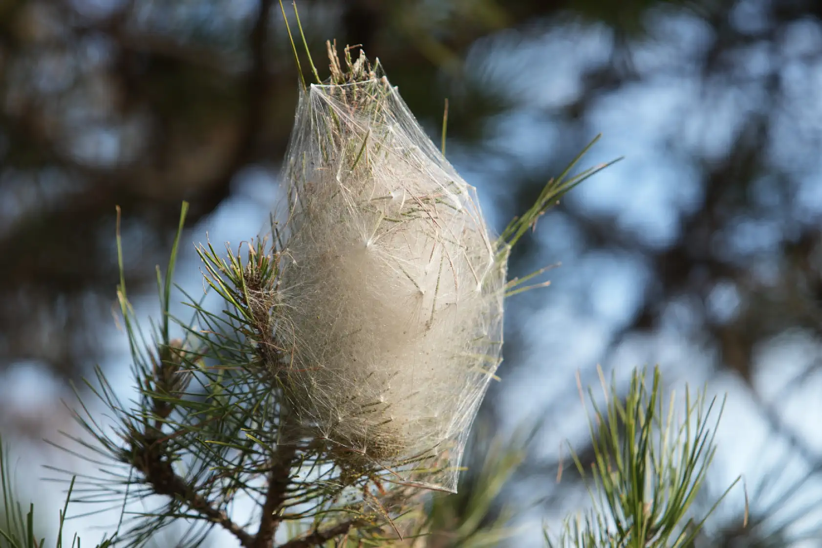 Samsun Ormanlarında Tehlikeli İstila!