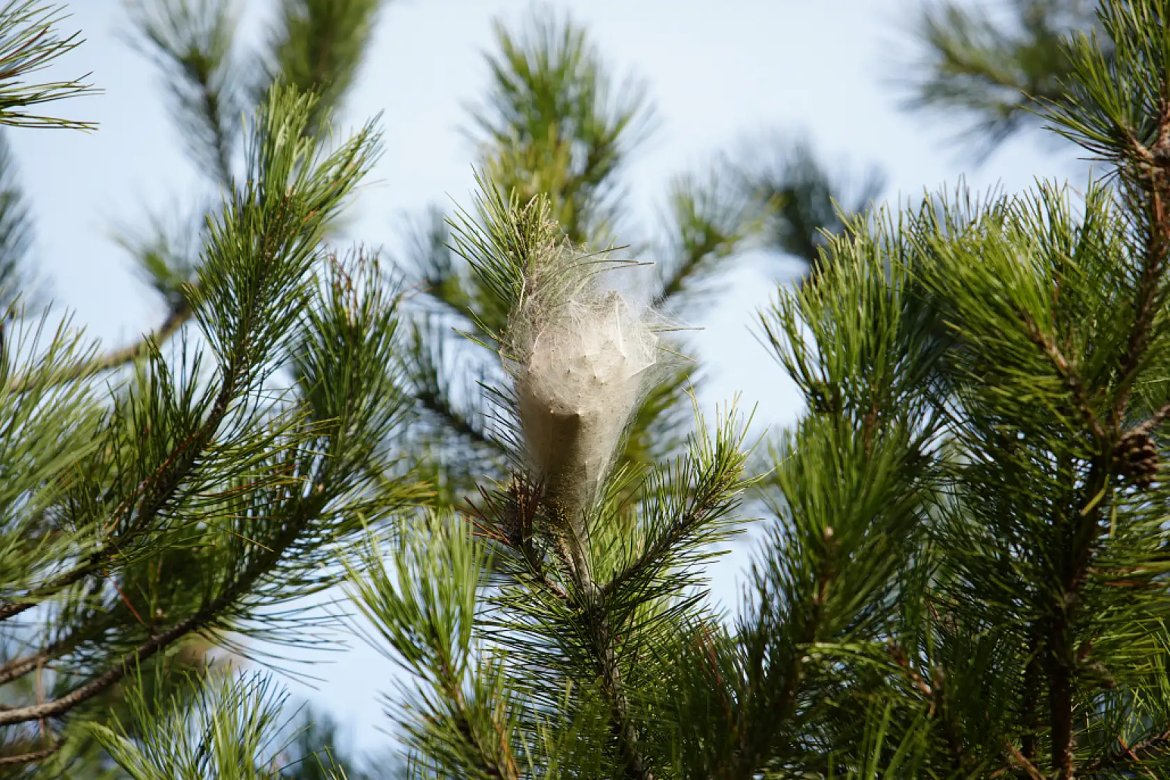 Samsun Ormanlarında Tehlikeli İstila!