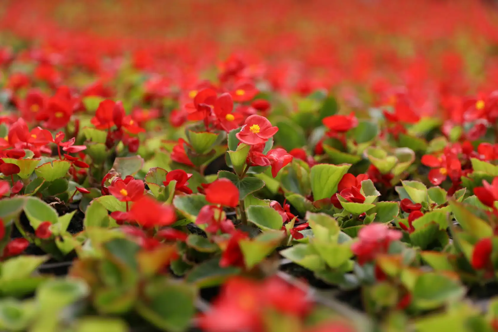 Samsun'un renk kaynakları!