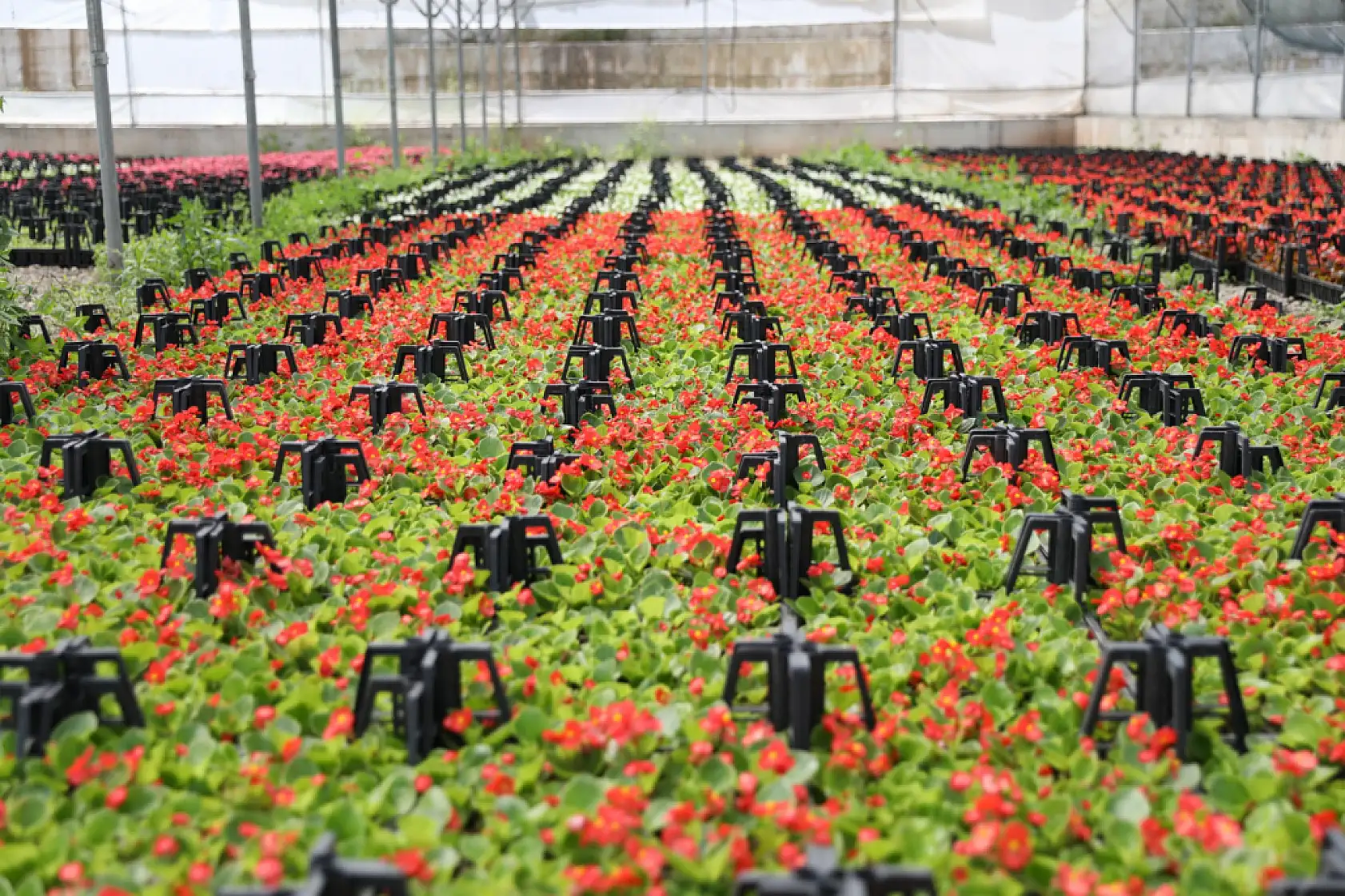 Samsun'un renk kaynakları!