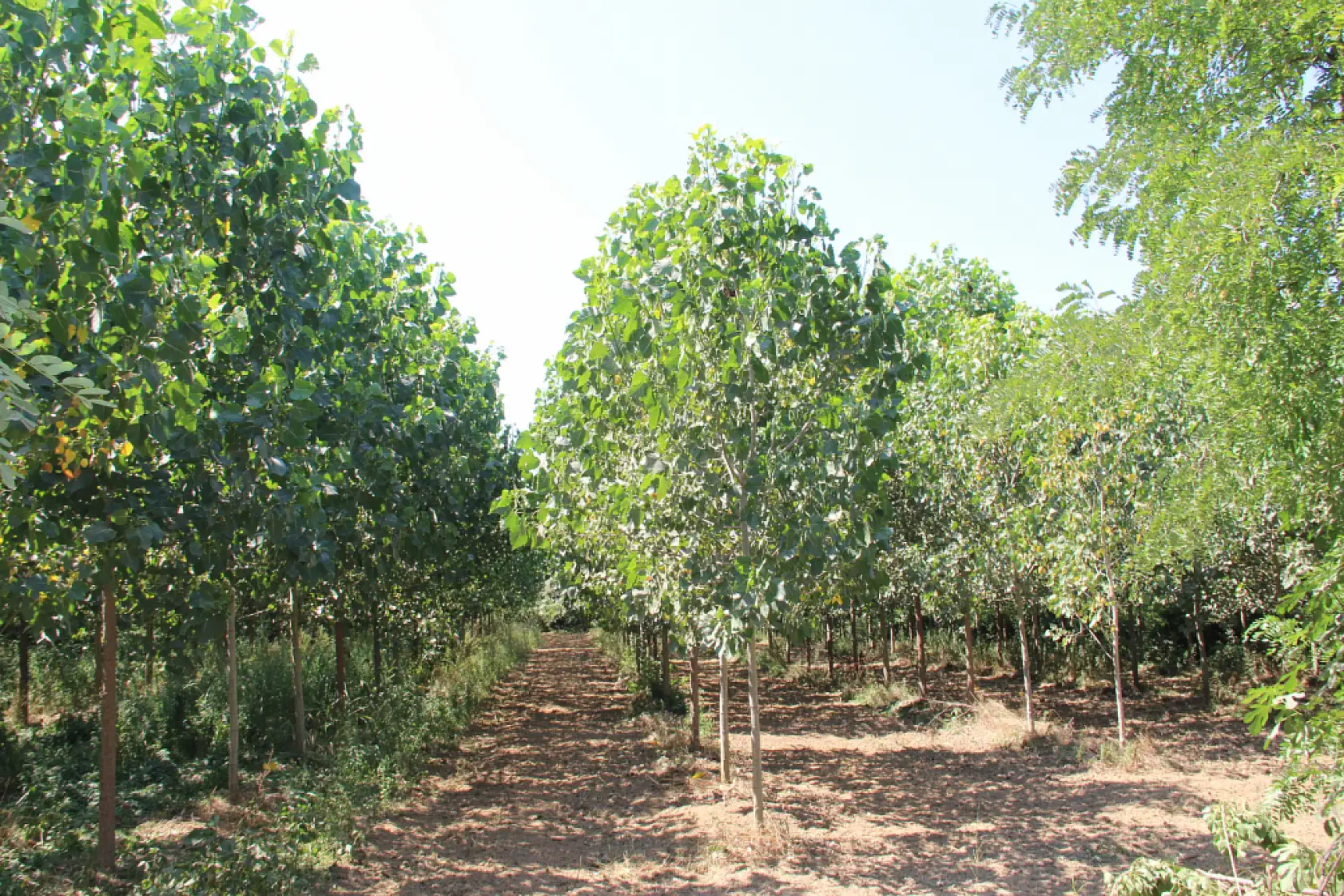 Dikbıyık'ta Biyokütle Santrali Tepkisi: