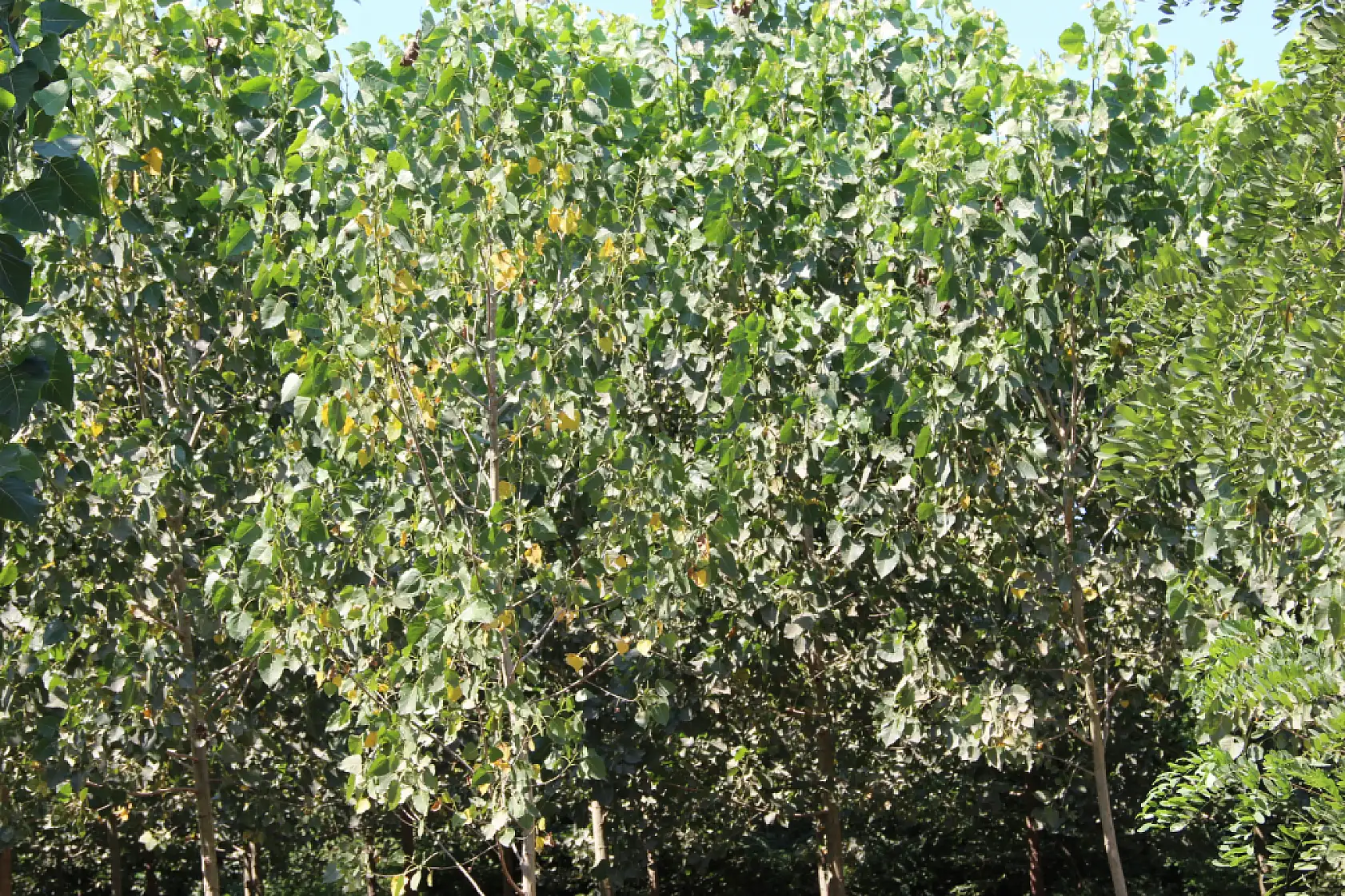 Dikbıyık'ta Biyokütle Santrali Tepkisi: