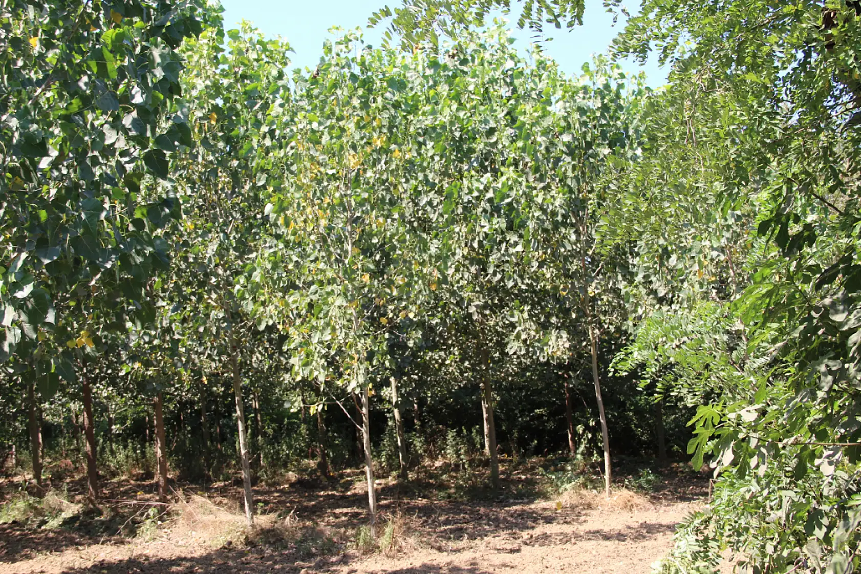 Dikbıyık'ta Biyokütle Santrali Tepkisi: