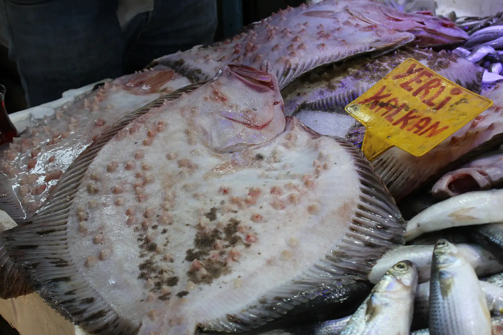 35 Yıllık Balıkçı Anlattı Kalkan Balığının Sırları Say Say Bitmiyor!