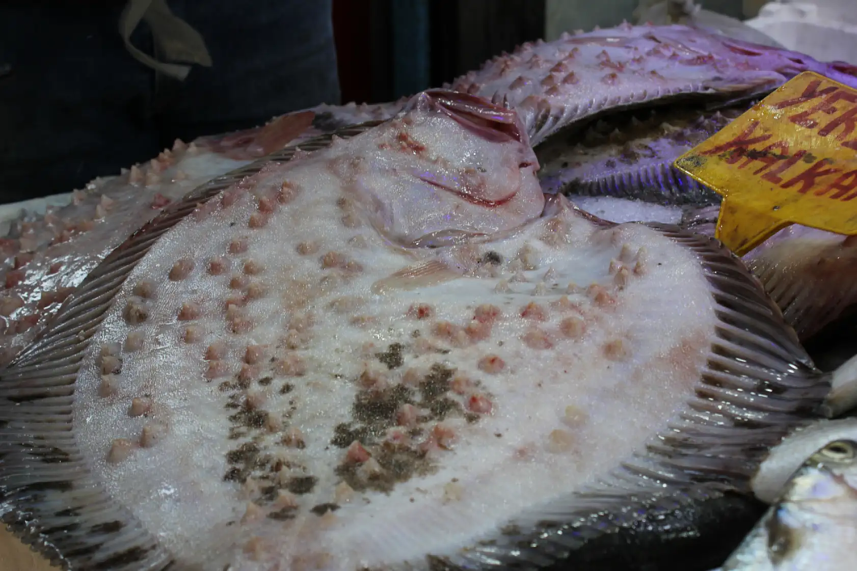 35 Yıllık Balıkçı Anlattı Kalkan Balığının Sırları Say Say Bitmiyor!