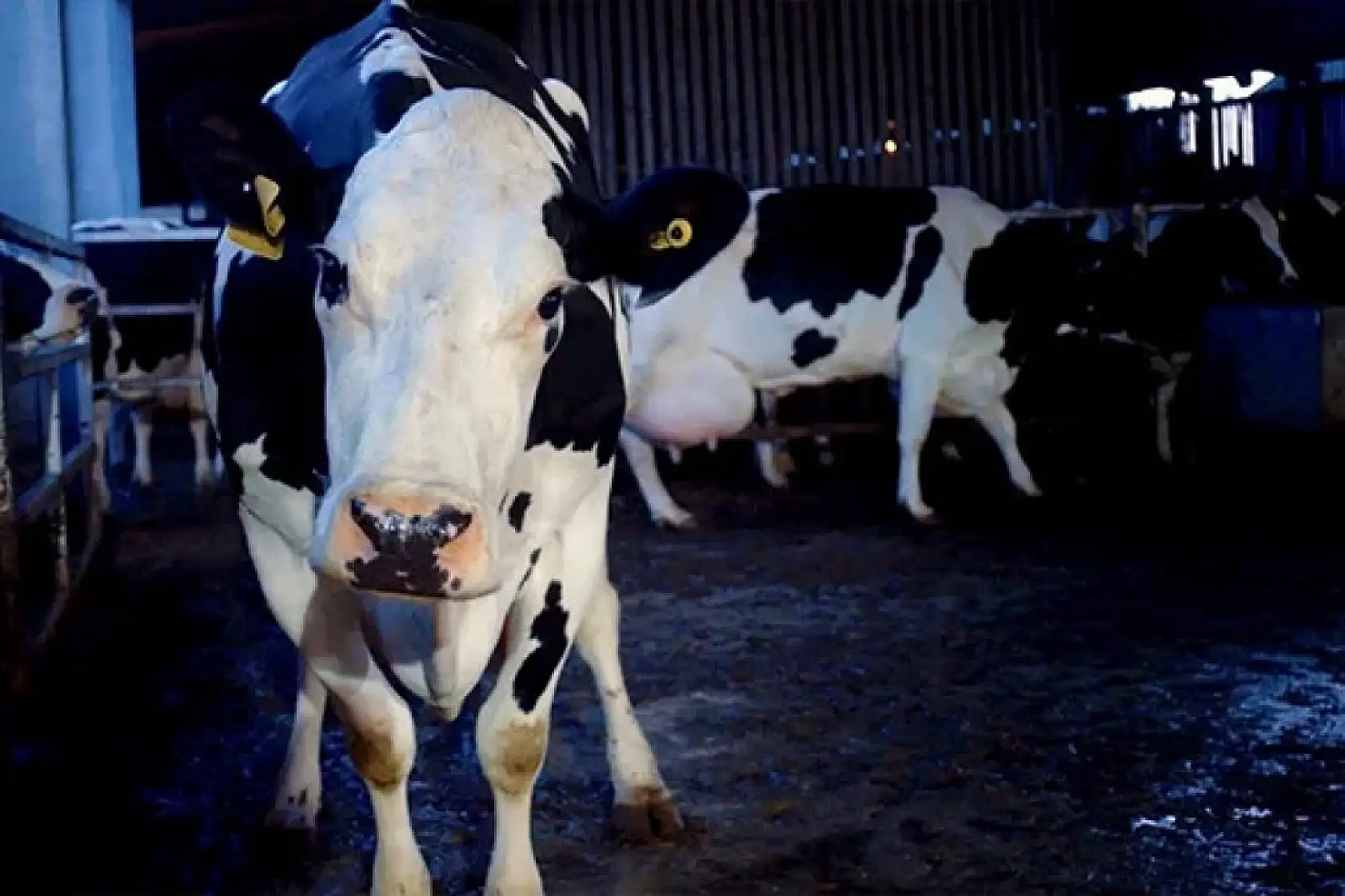 Samsun'da şap tehlikesinin güncel durumu nedir?