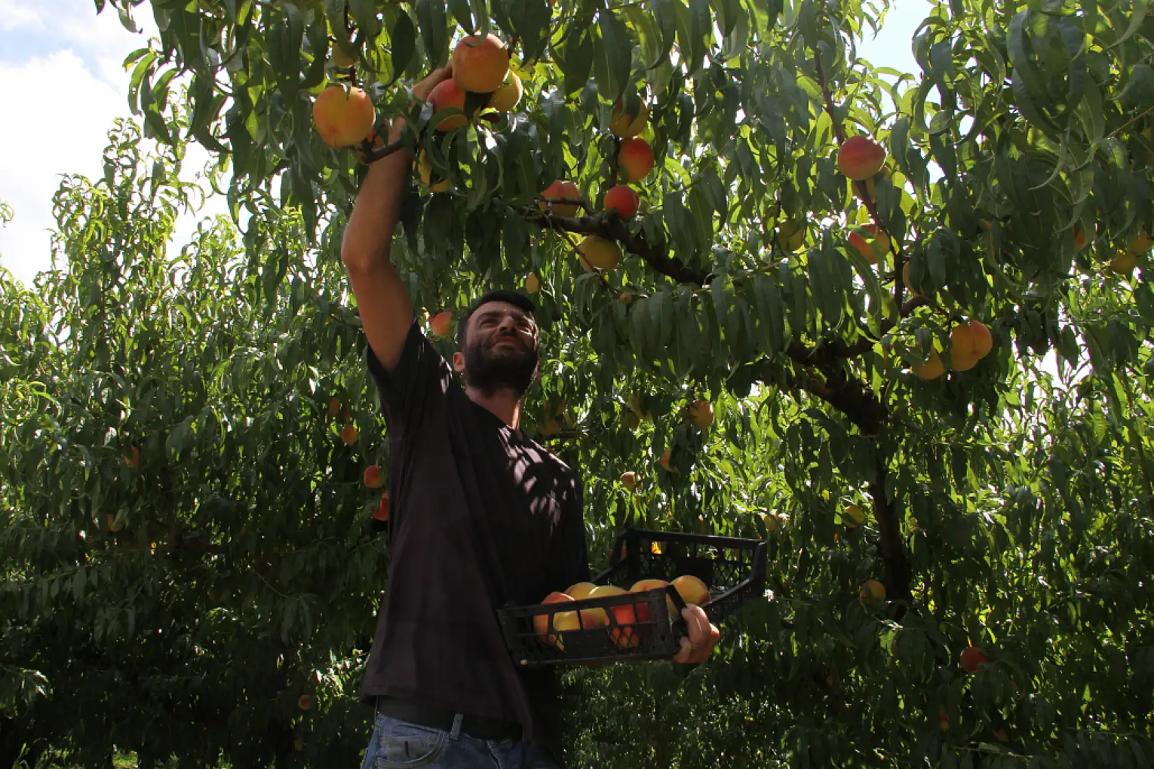 Sezonun Son Şeftalileri Dalından Sepete