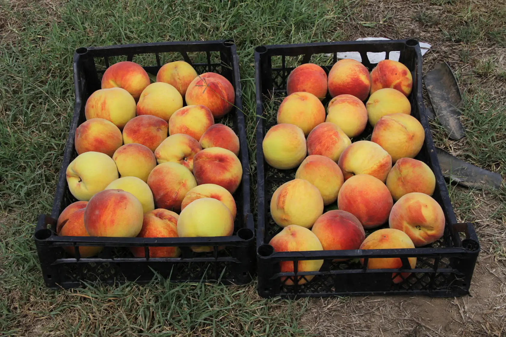 Sezonun Son Şeftalileri Dalından Sepete