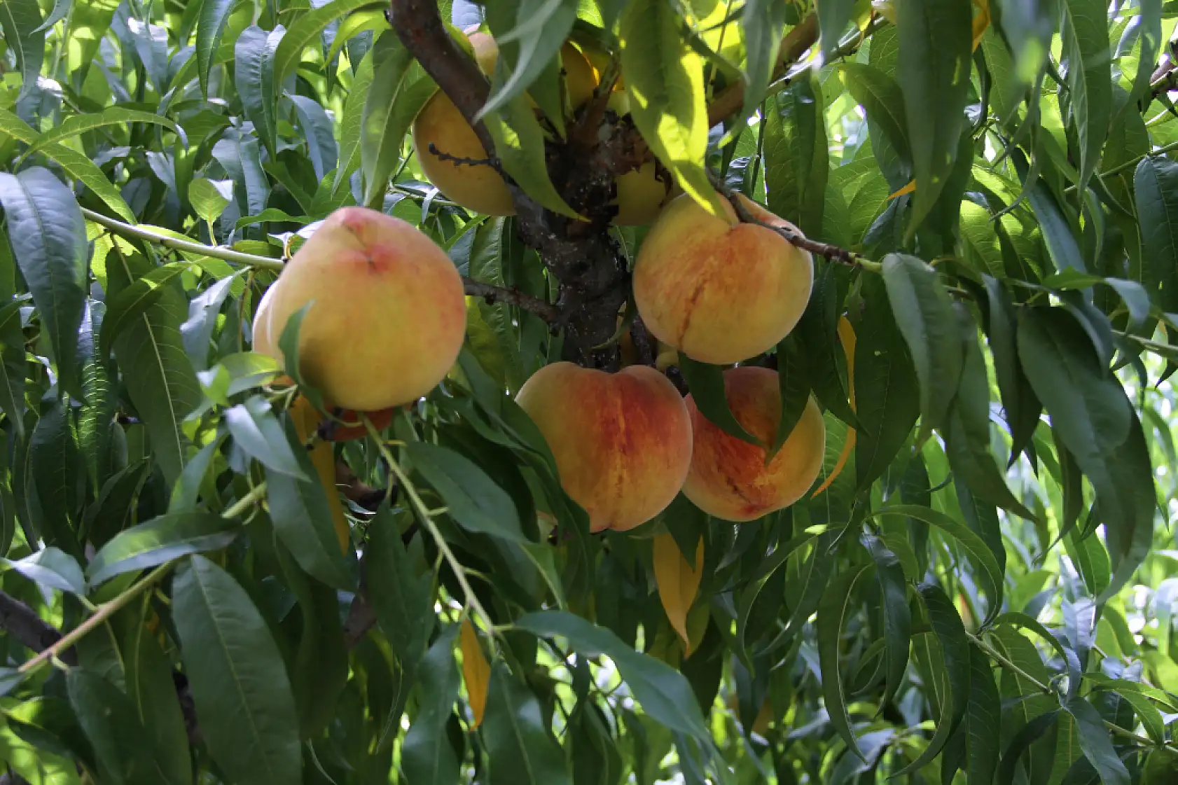 Sezonun Son Şeftalileri Dalından Sepete