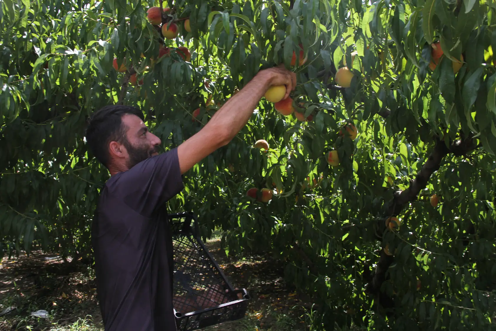 Sezonun Son Şeftalileri Dalından Sepete