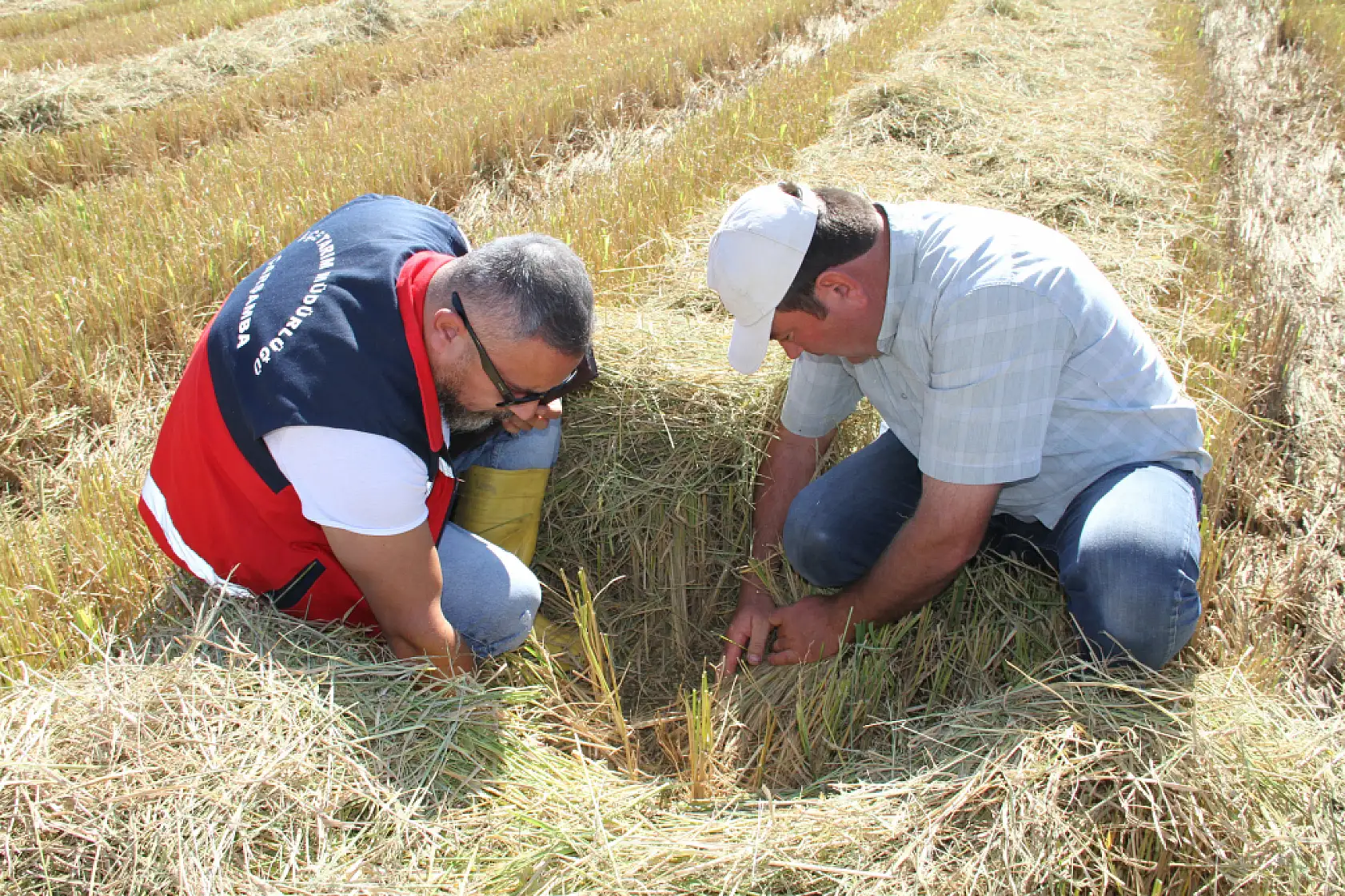 Tarlalarda biçerdöver sesleri yankılanıyor