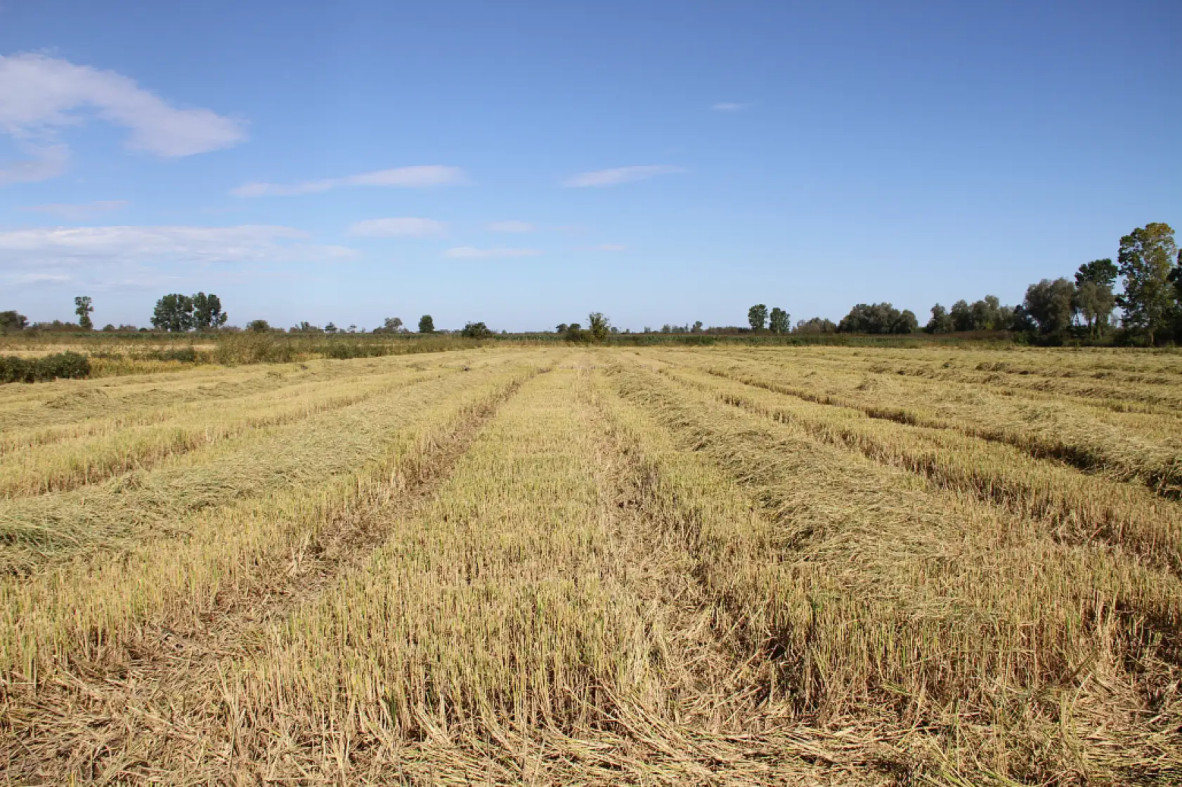 Tarlalarda biçerdöver sesleri yankılanıyor