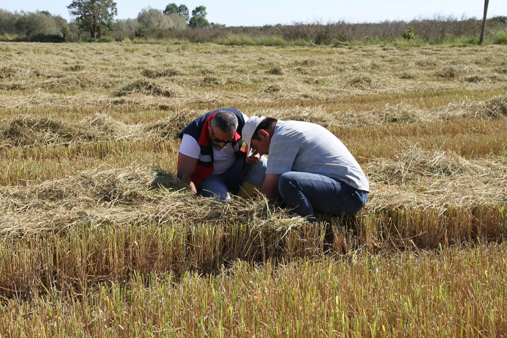 Tarlalarda biçerdöver sesleri yankılanıyor