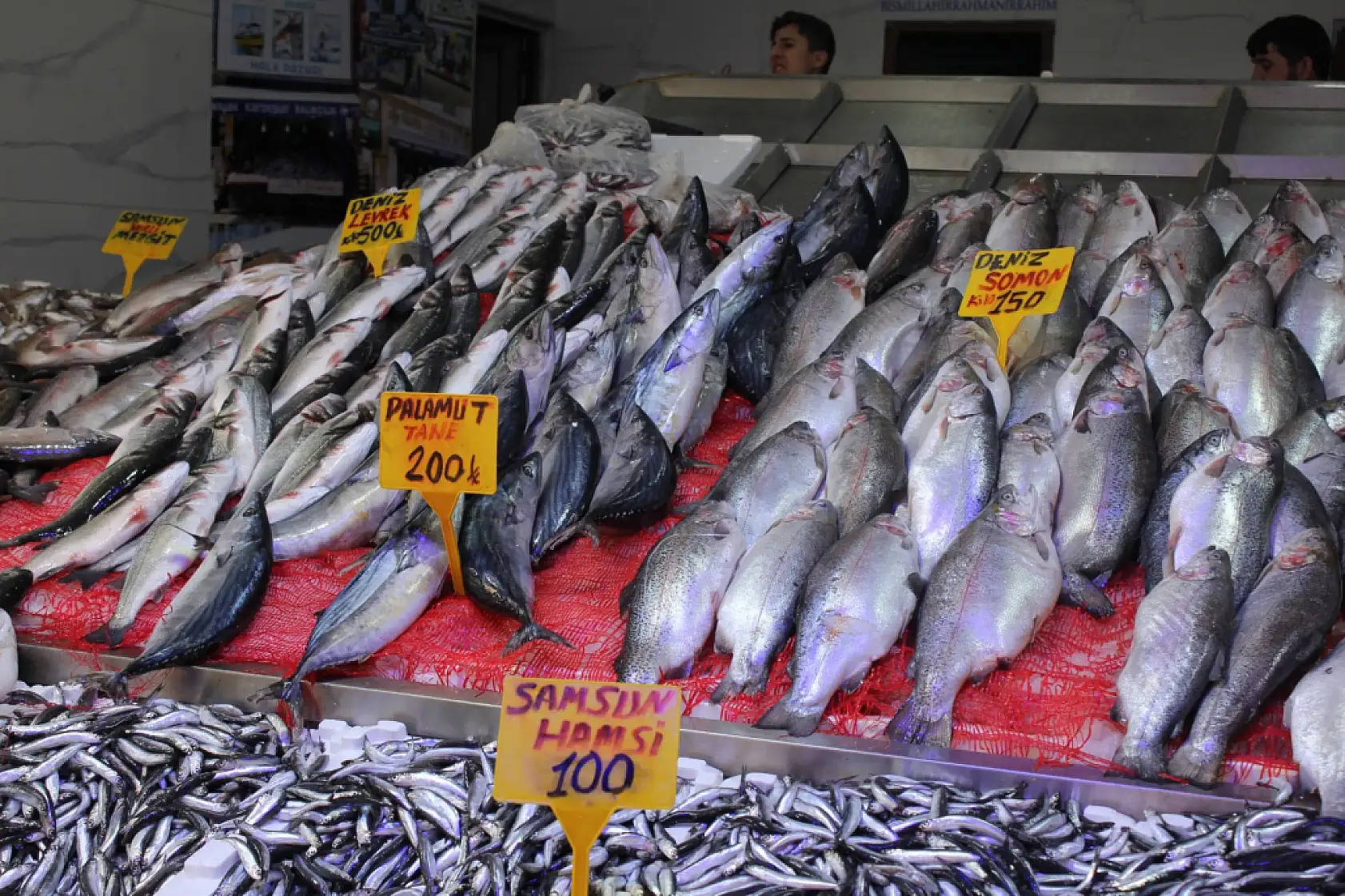 Merak edilen Hamsi 'iri mi?' sorusuna yanıt geldi !