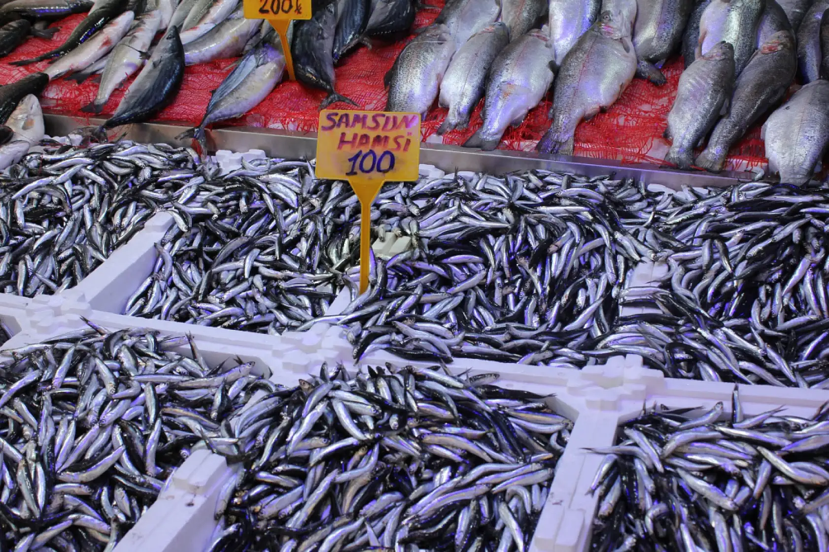 Merak edilen Hamsi 'iri mi?' sorusuna yanıt geldi !