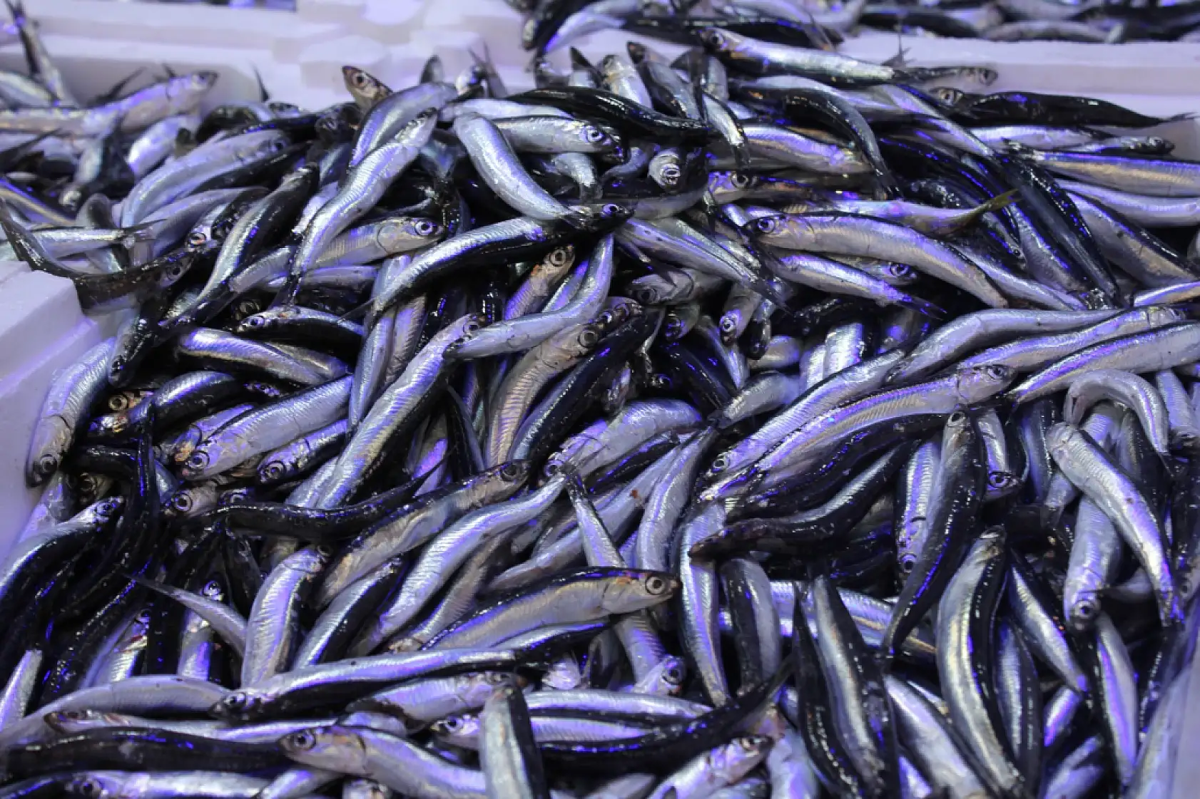 Merak edilen Hamsi 'iri mi?' sorusuna yanıt geldi !