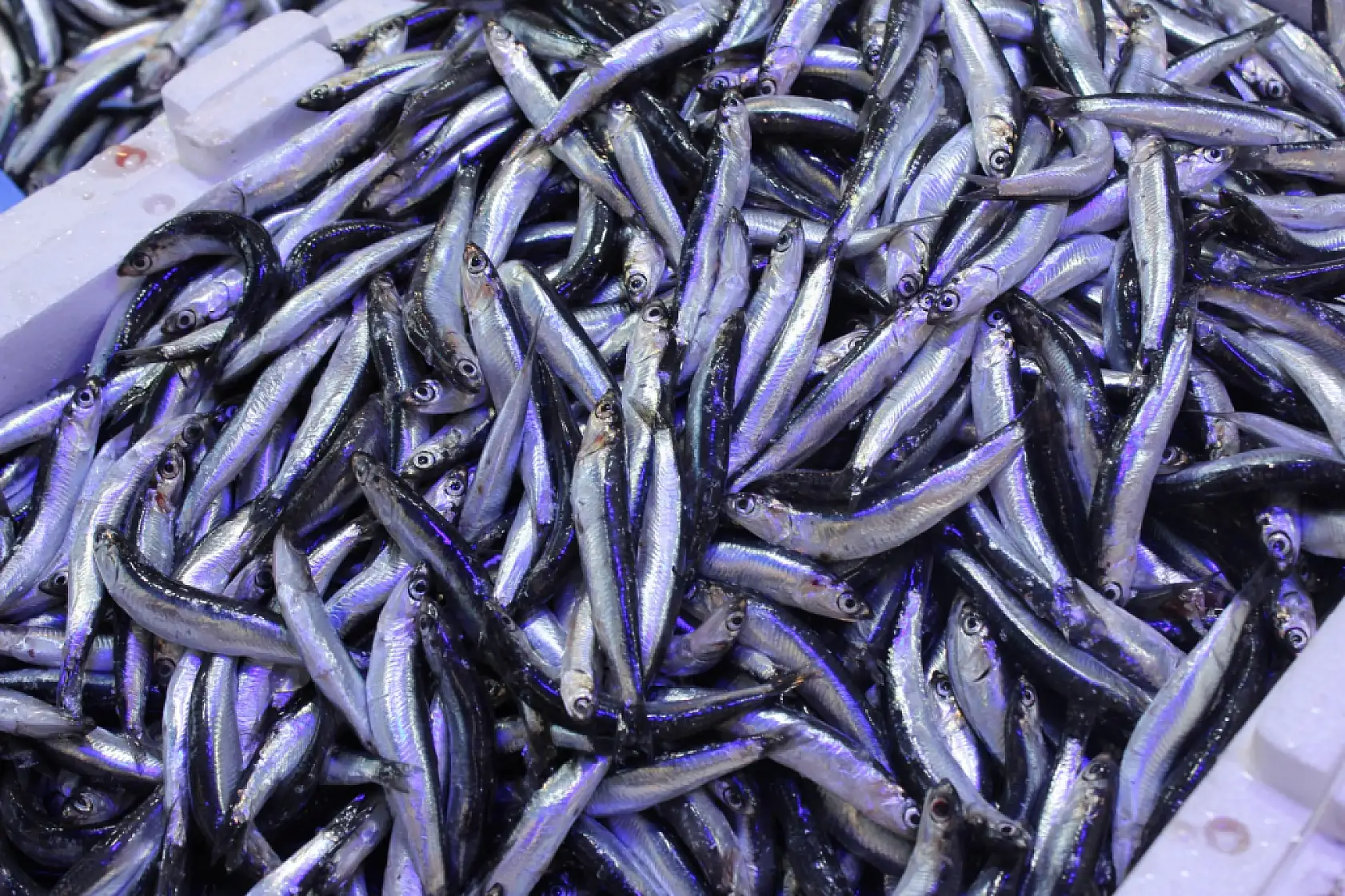 Merak edilen Hamsi 'iri mi?' sorusuna yanıt geldi !