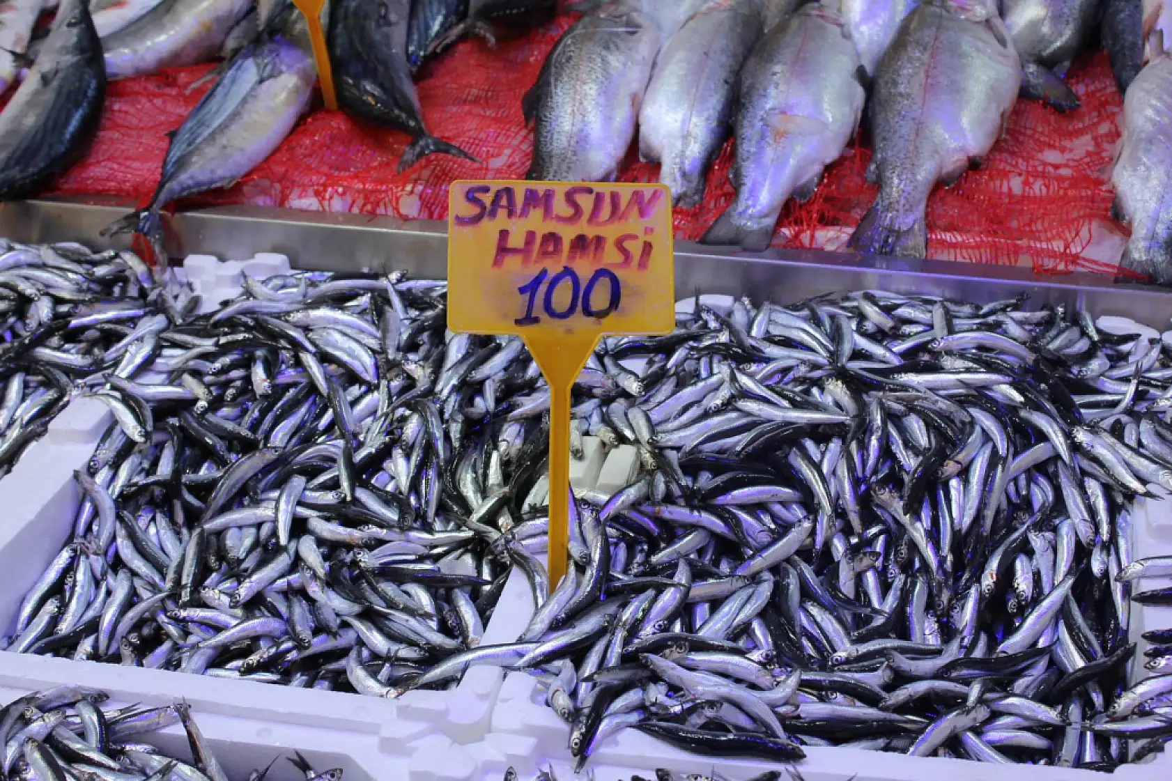 Merak edilen Hamsi 'iri mi?' sorusuna yanıt geldi !