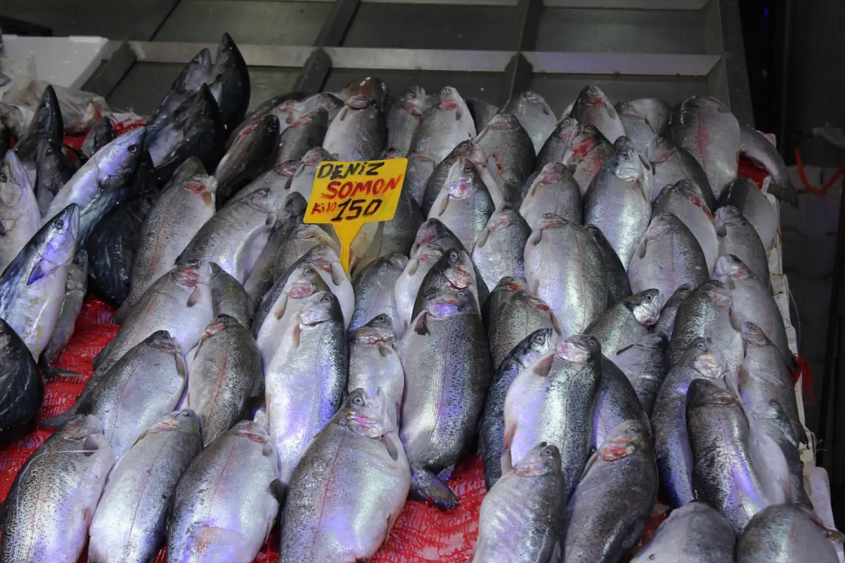 Merak edilen Hamsi 'iri mi?' sorusuna yanıt geldi !