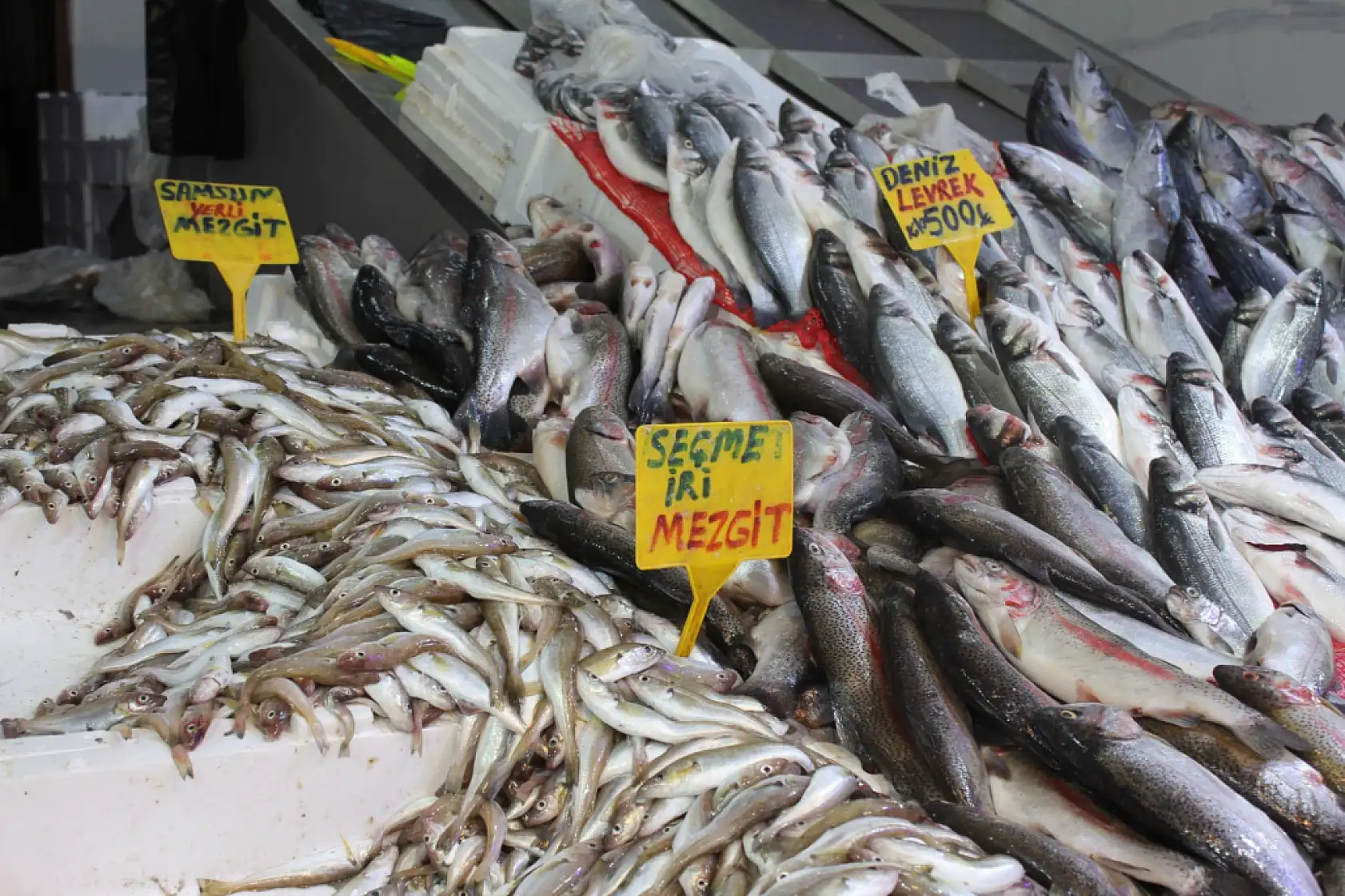 Merak edilen Hamsi 'iri mi?' sorusuna yanıt geldi !