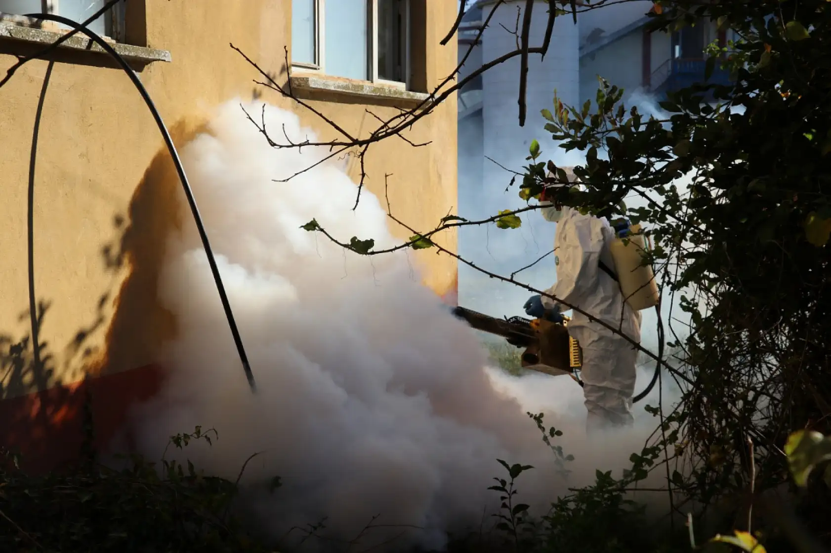 Tarım Zararlısına Karşı Çarşamba'da Mücadele Sürüyor