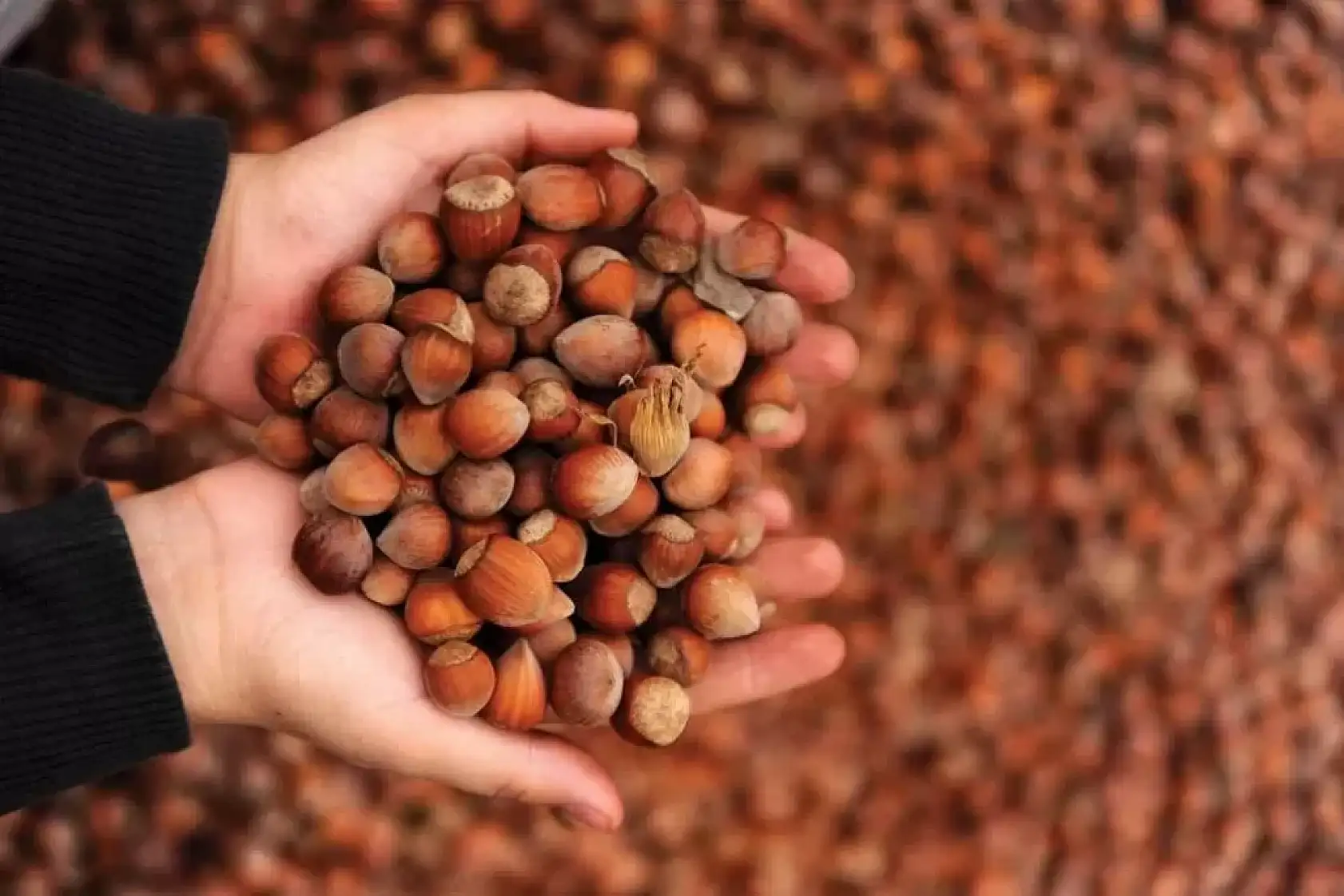 5 Kasım 2025 Ordu Fındık Fiyatları Belli Oldu