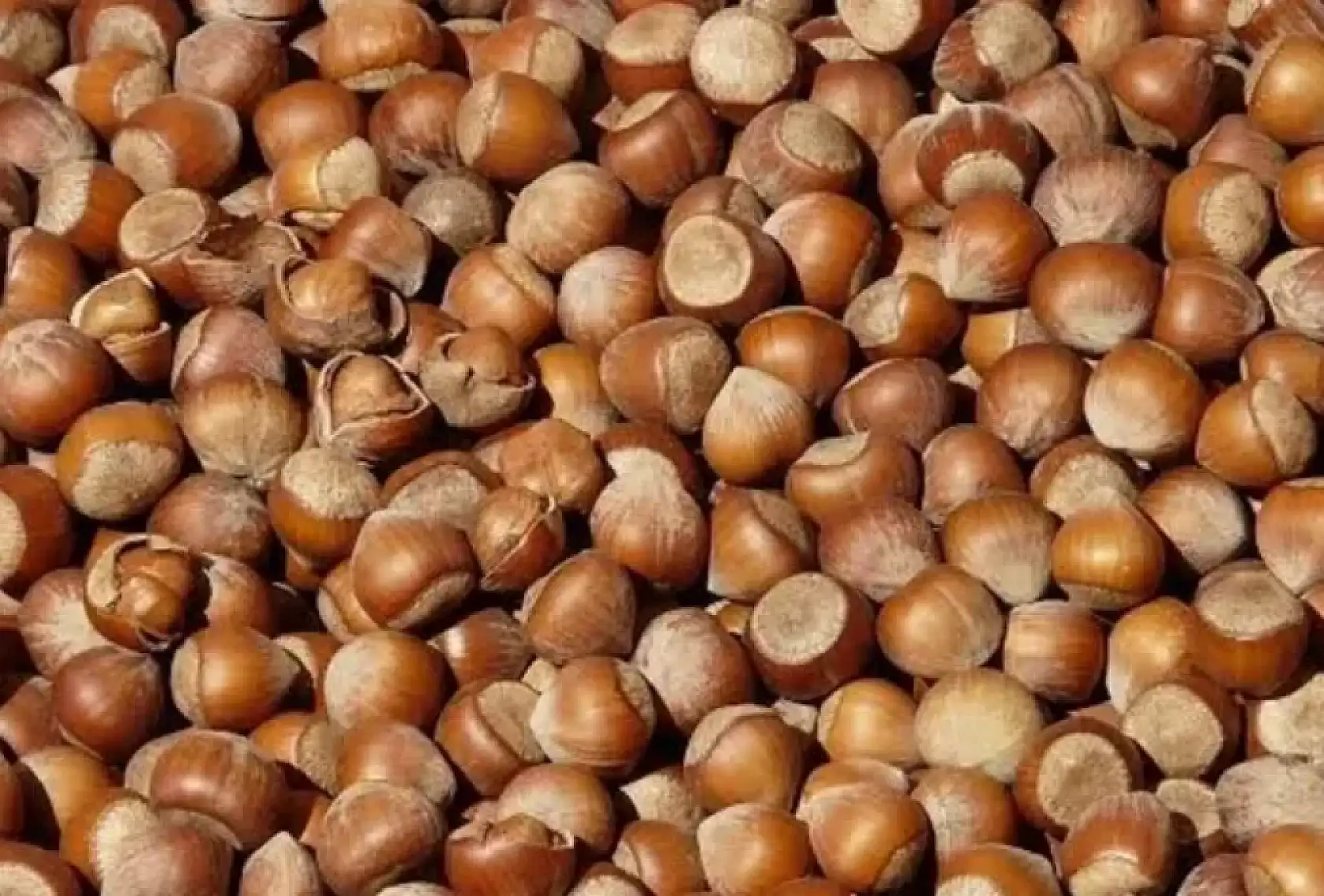 5 Kasım 2025 Ordu Fındık Fiyatları Belli Oldu