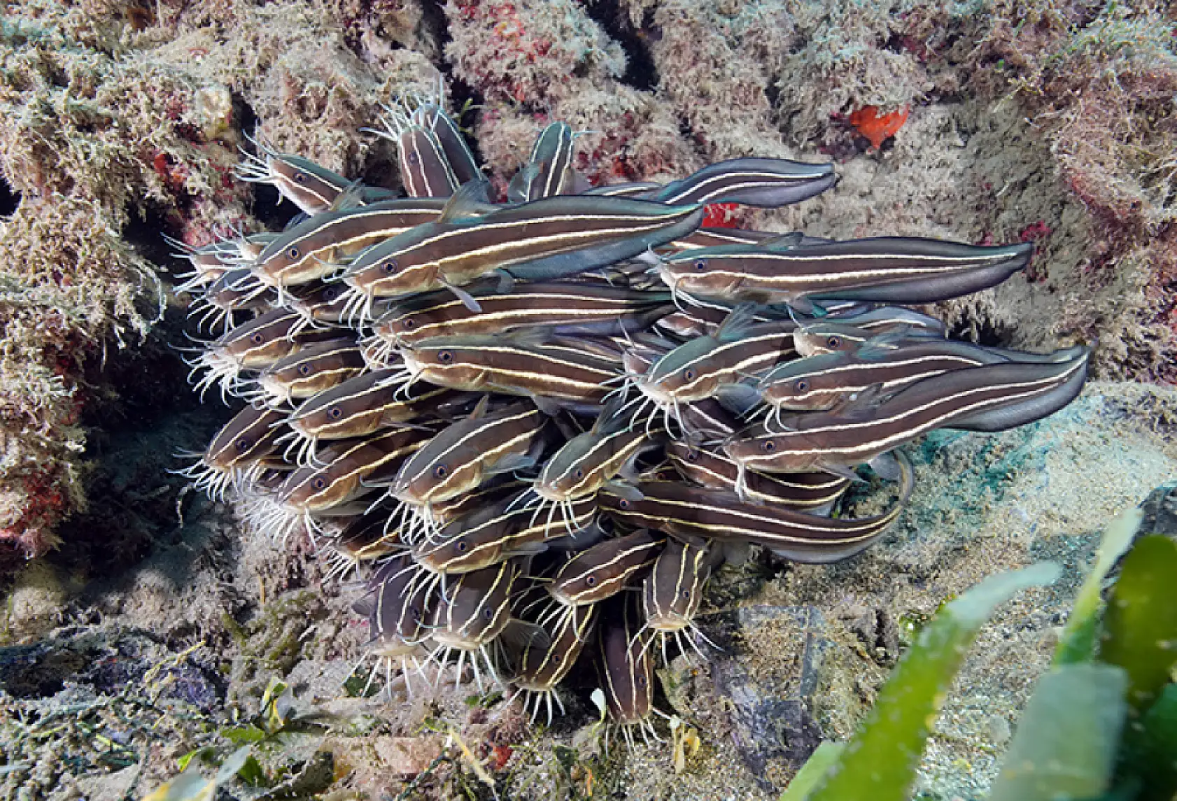 Doğu Akdeniz'in derinliklerindeki renkli yaşam görüntülendi