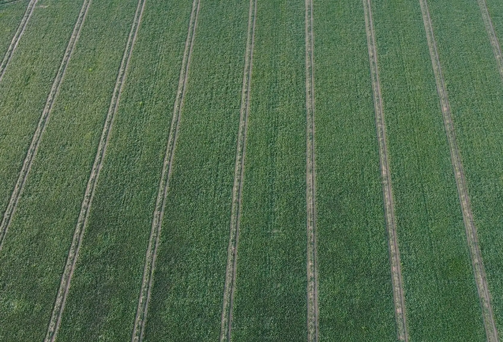 Ispanağın kilosu tarlada 6, pazarda 40 TL