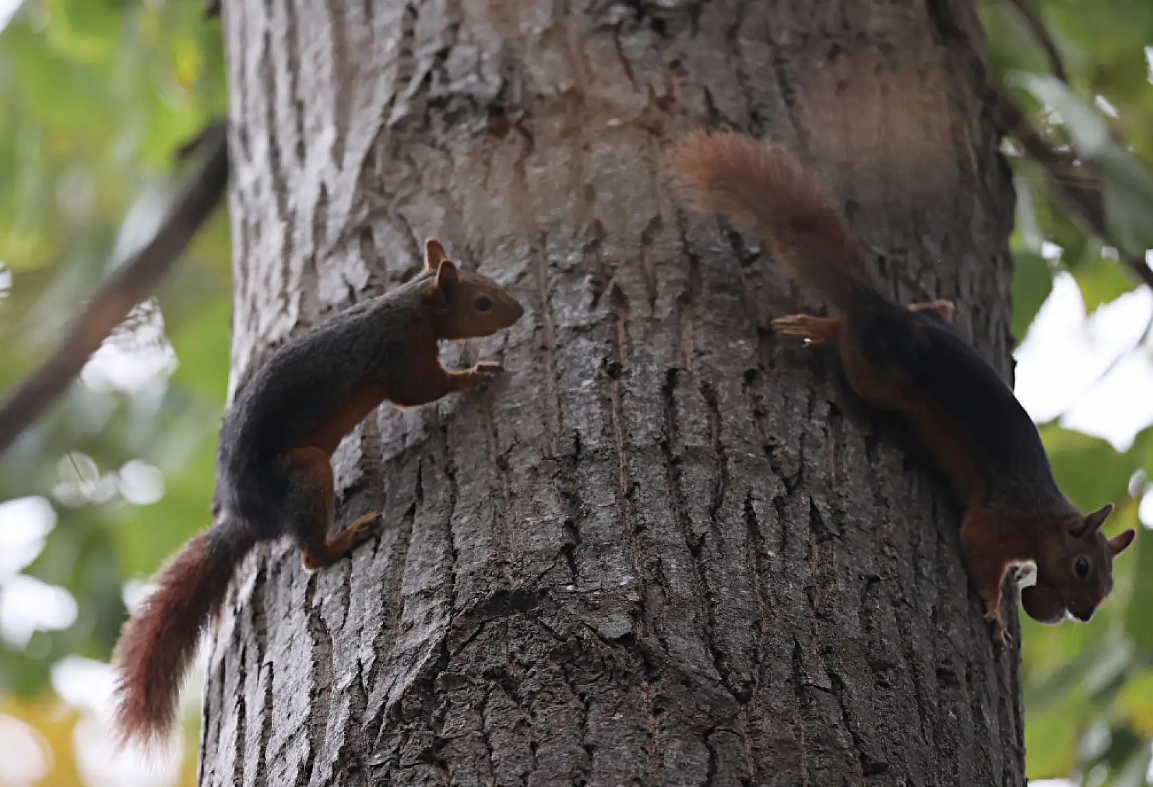 Alaçam'da Sonbaharın Renkleri Sincaplarla Buluştu