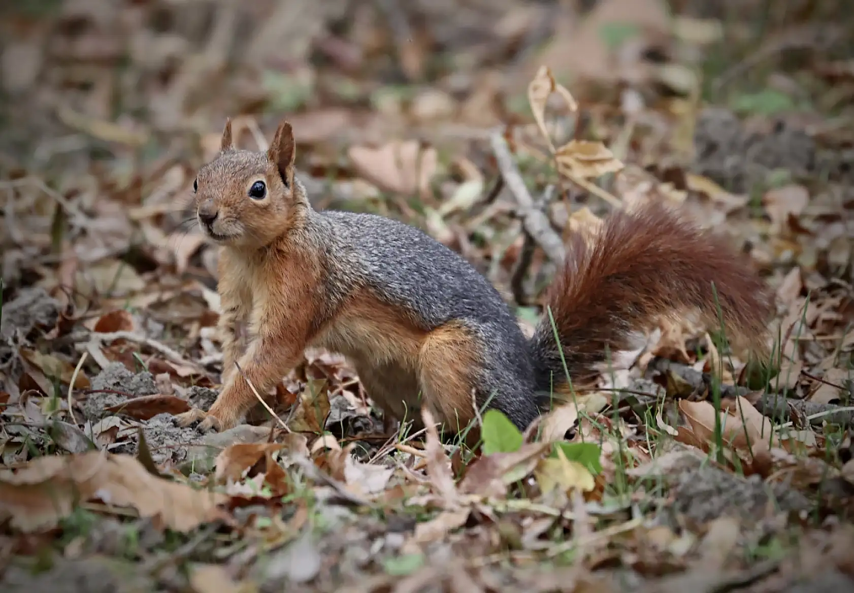 Alaçam'da Sonbaharın Renkleri Sincaplarla Buluştu