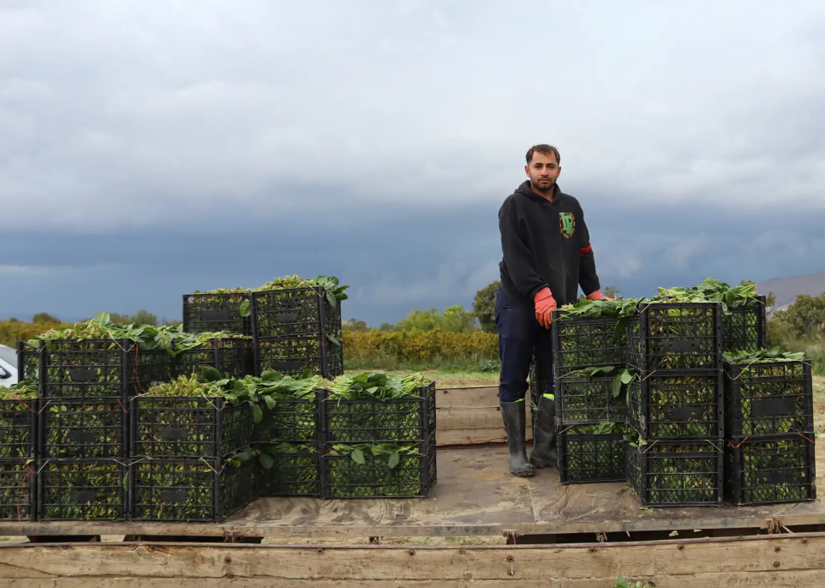 Ispanağın kilosu tarlada 6, pazarda 40 TL