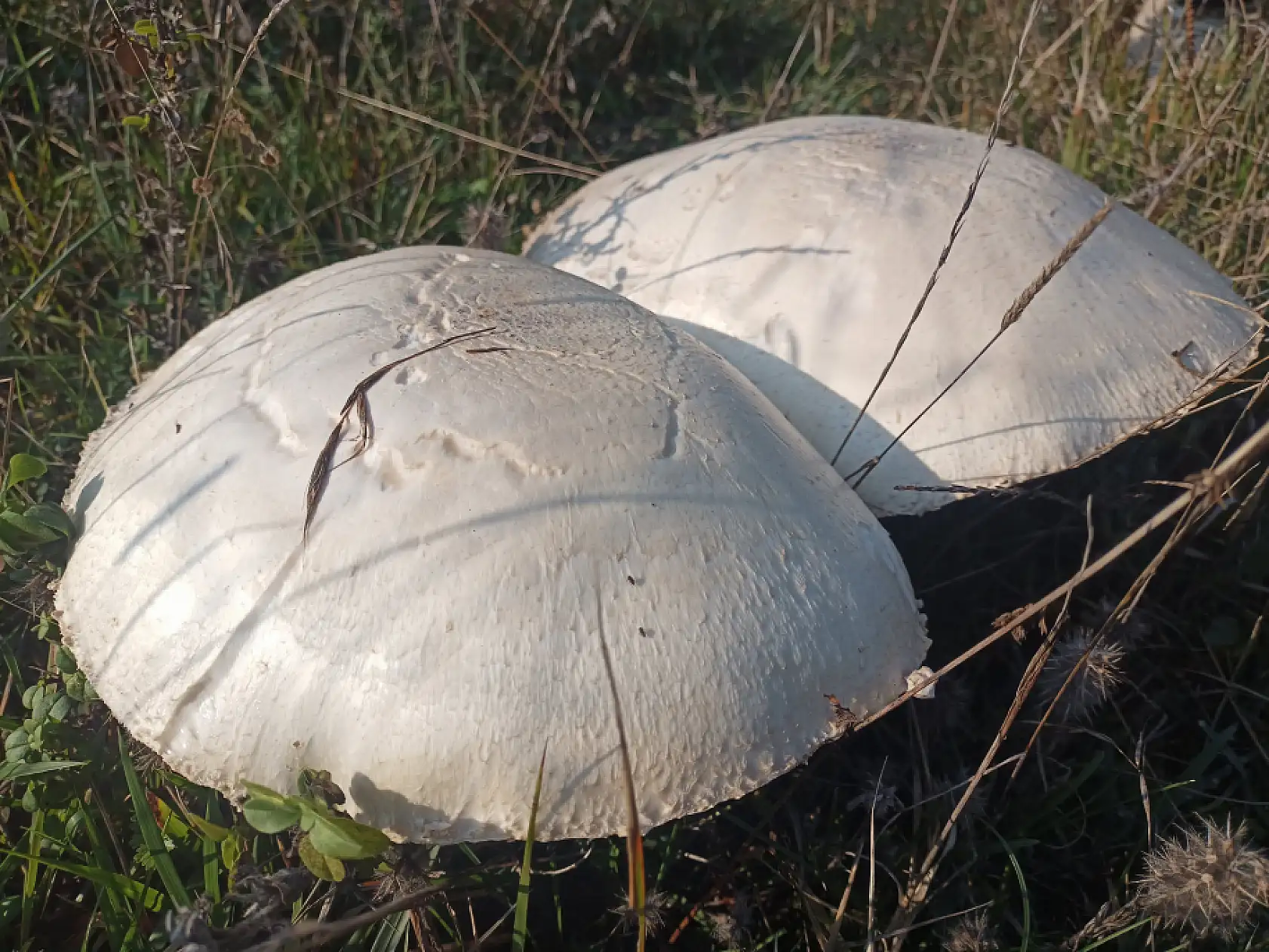 Gören şaştı kaldı: 25 santimlik mantar!
