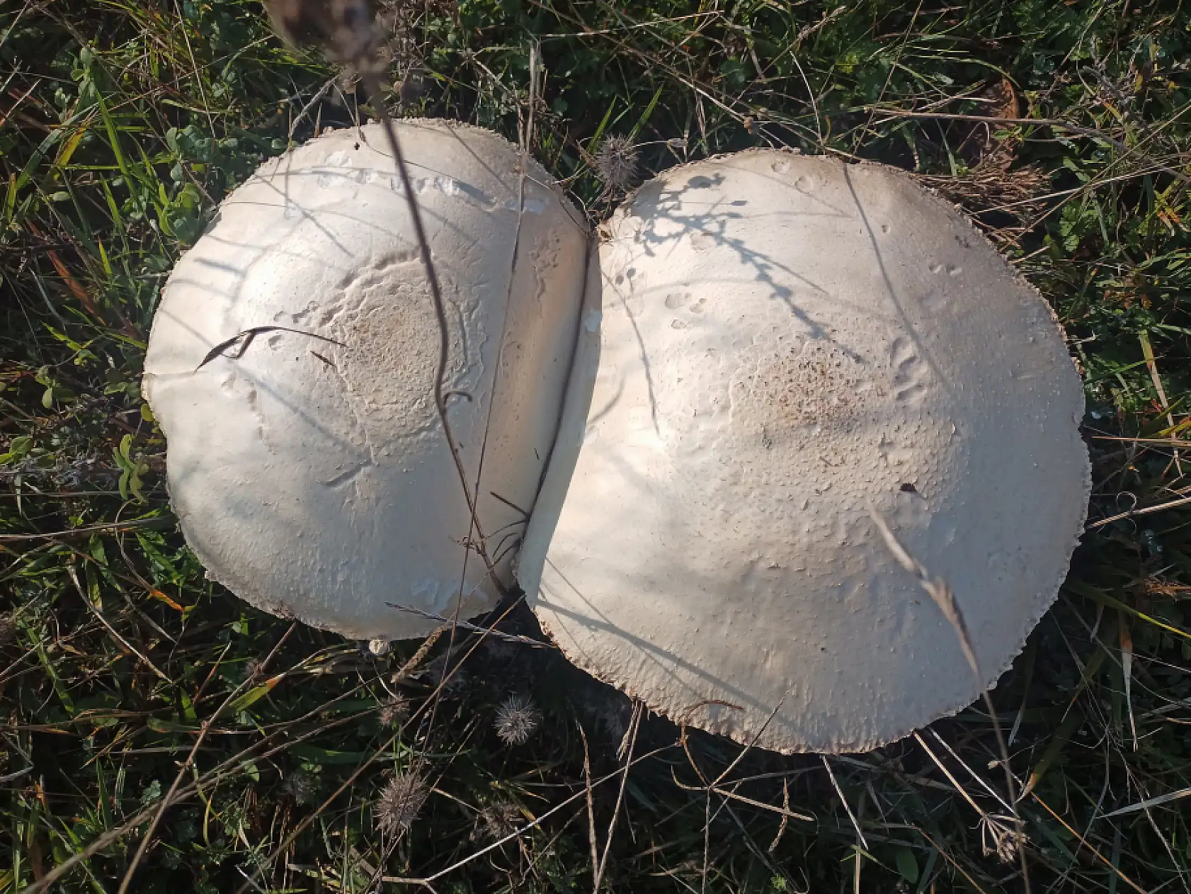 Gören şaştı kaldı: 25 santimlik mantar!