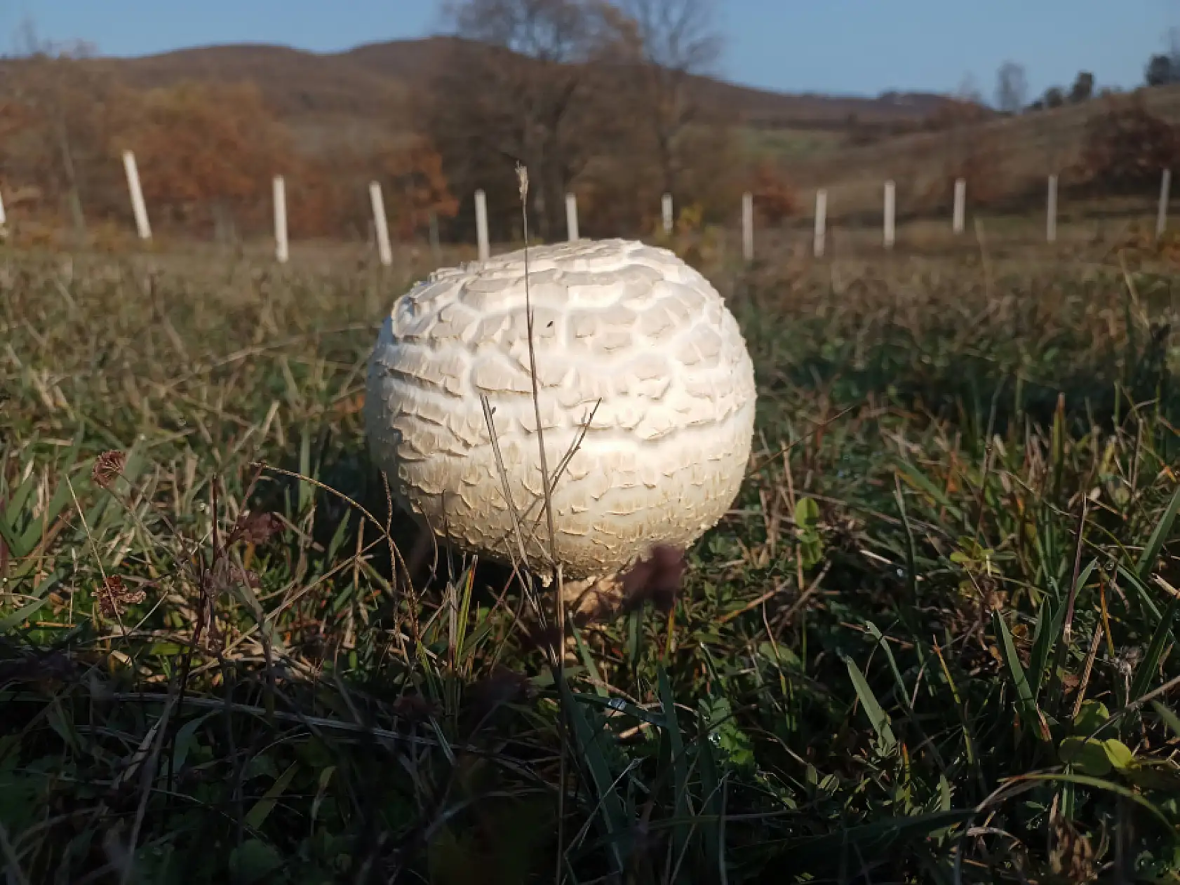 Gören şaştı kaldı: 25 santimlik mantar!