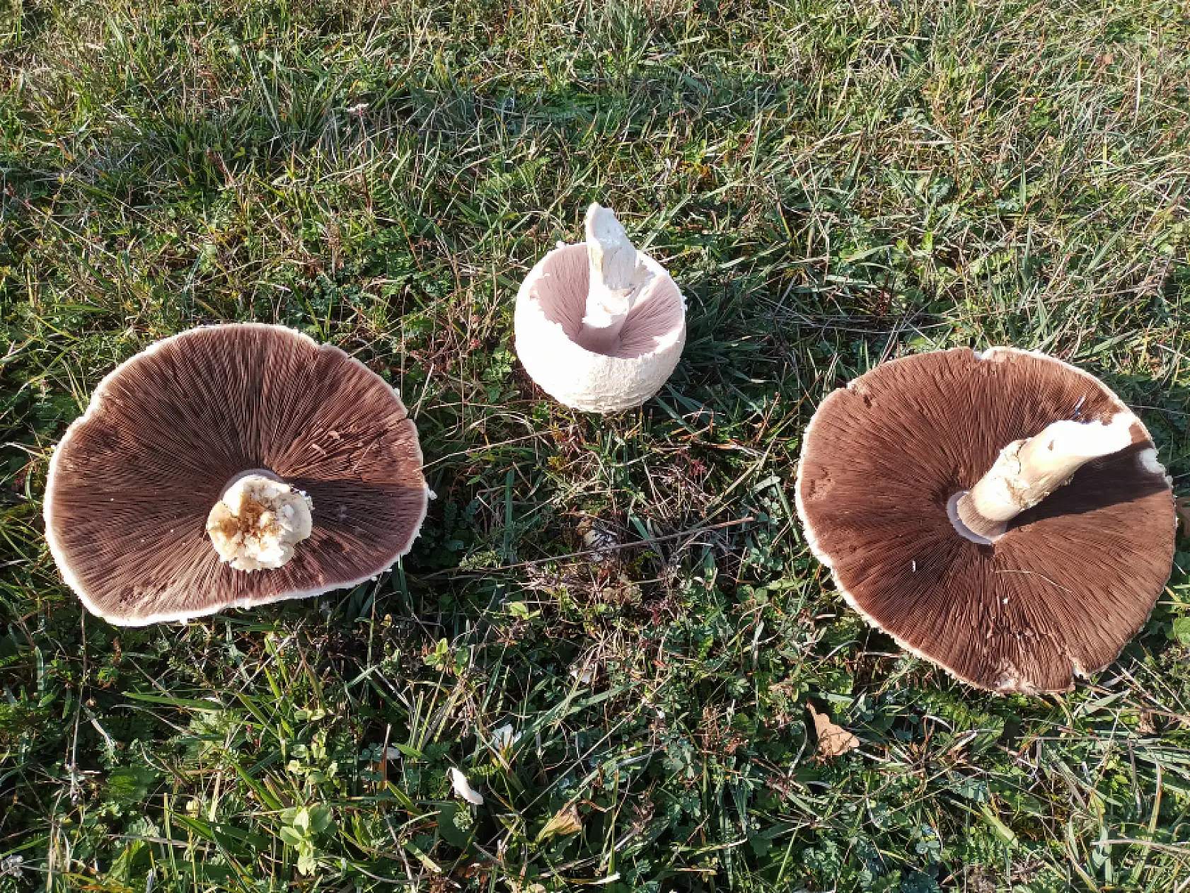 Gören şaştı kaldı: 25 santimlik mantar!