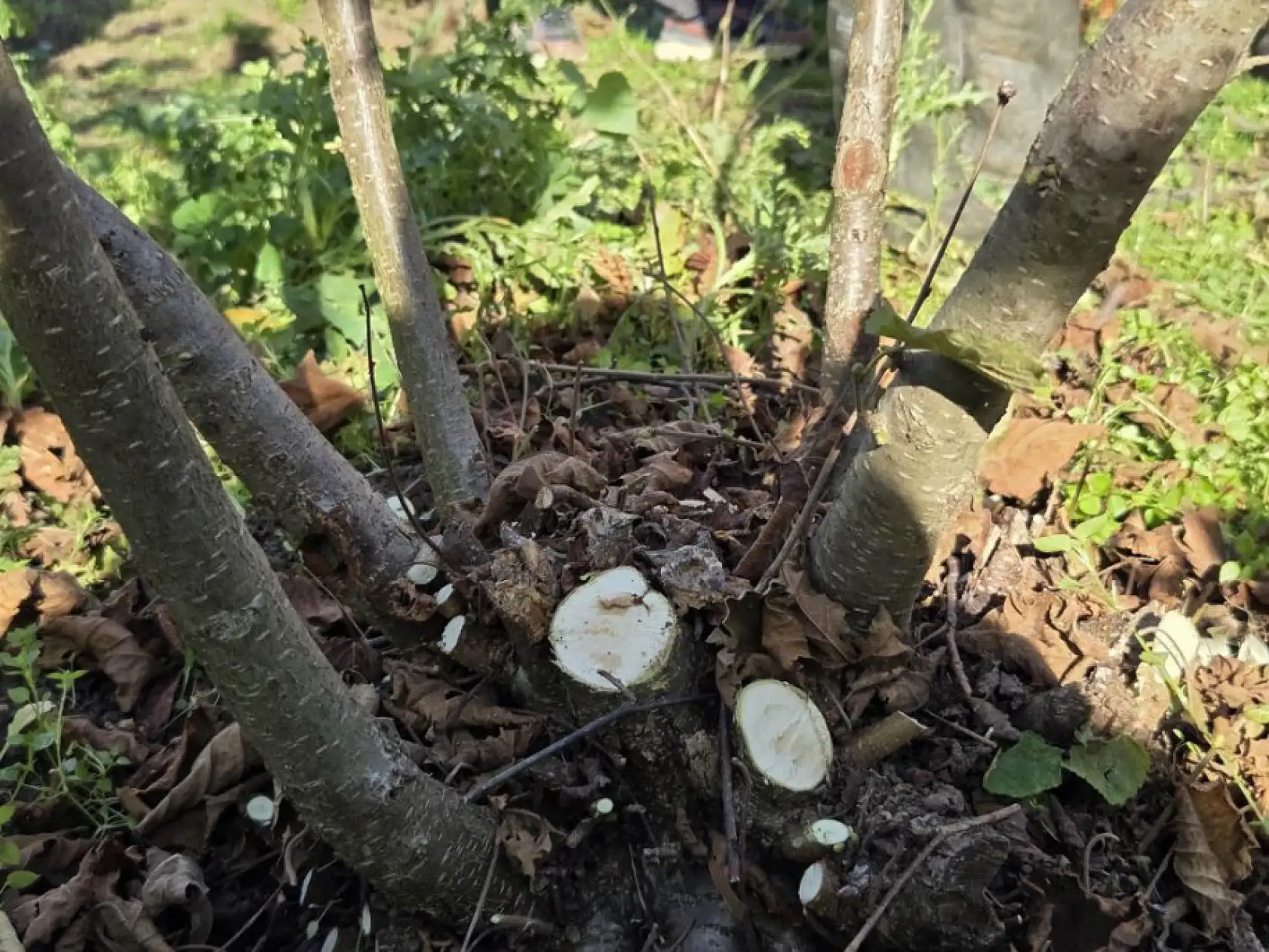Fındıkta Verimi Artıran Sır: Güneş, Doğru Budama ve Temiz Ocaklar