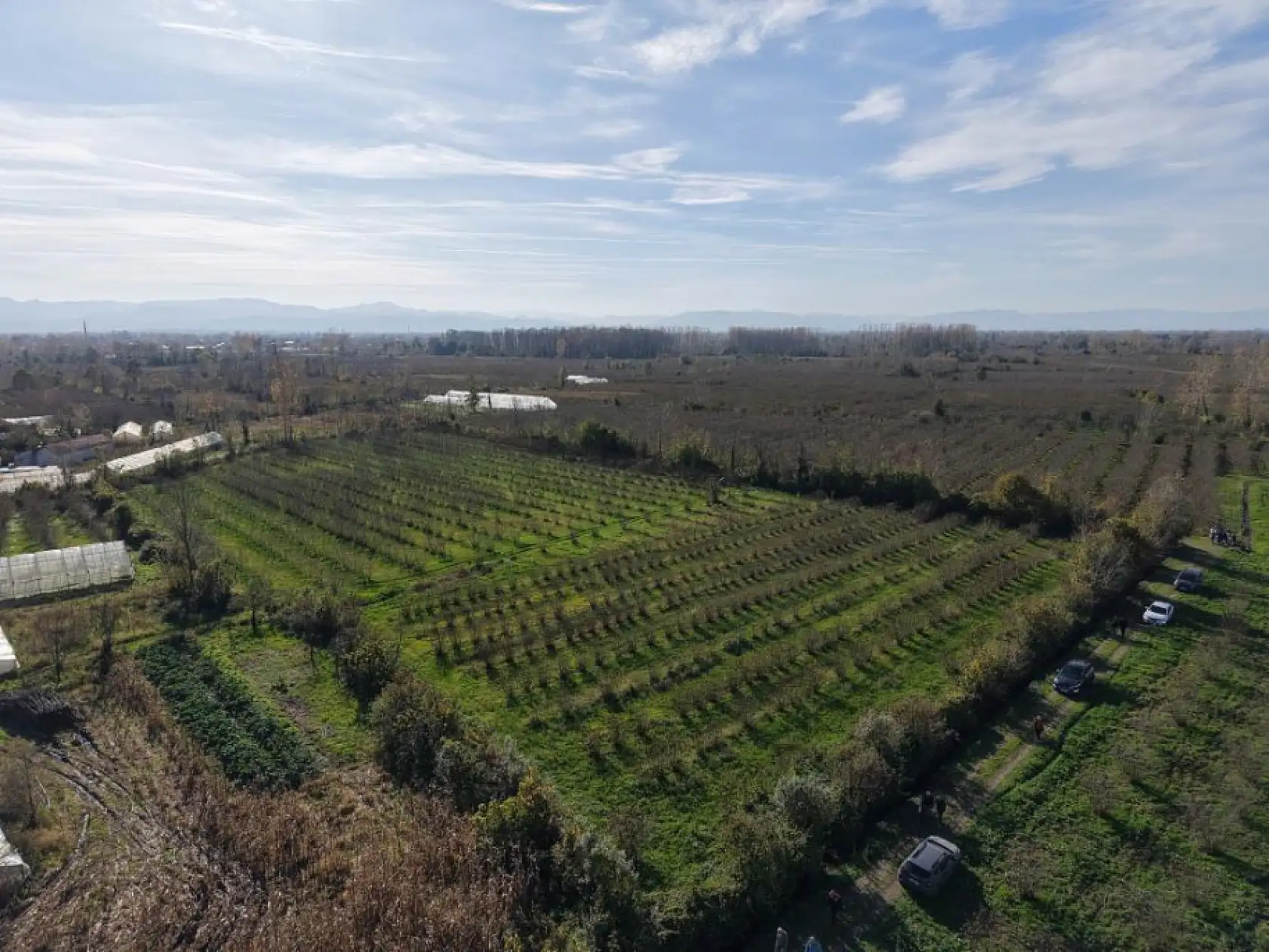 Fındıkta Verimi Artıran Sır: Güneş, Doğru Budama ve Temiz Ocaklar