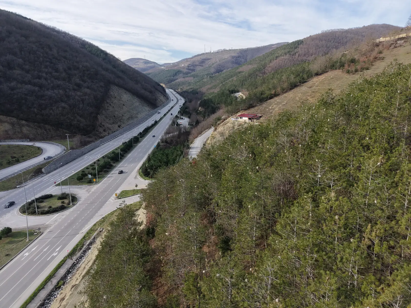 Samsun Ormanlarında Tehlikeli İstila!