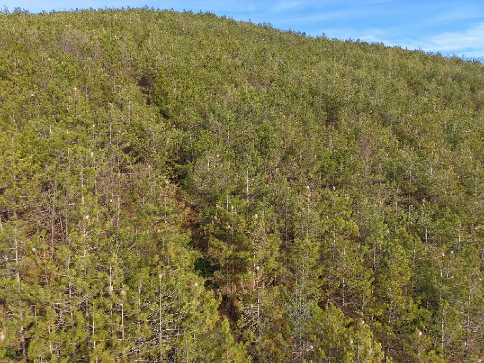 Samsun Ormanlarında Tehlikeli İstila!