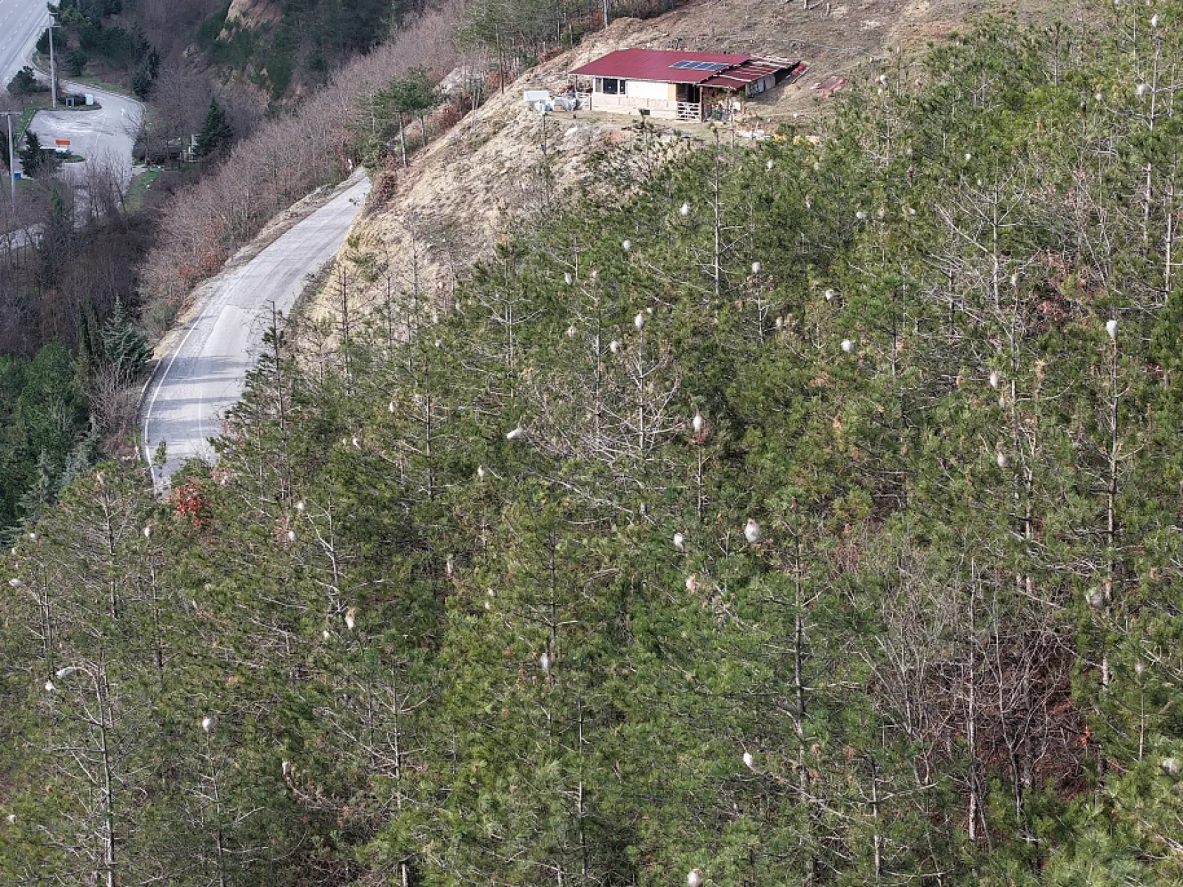 Samsun Ormanlarında Tehlikeli İstila!