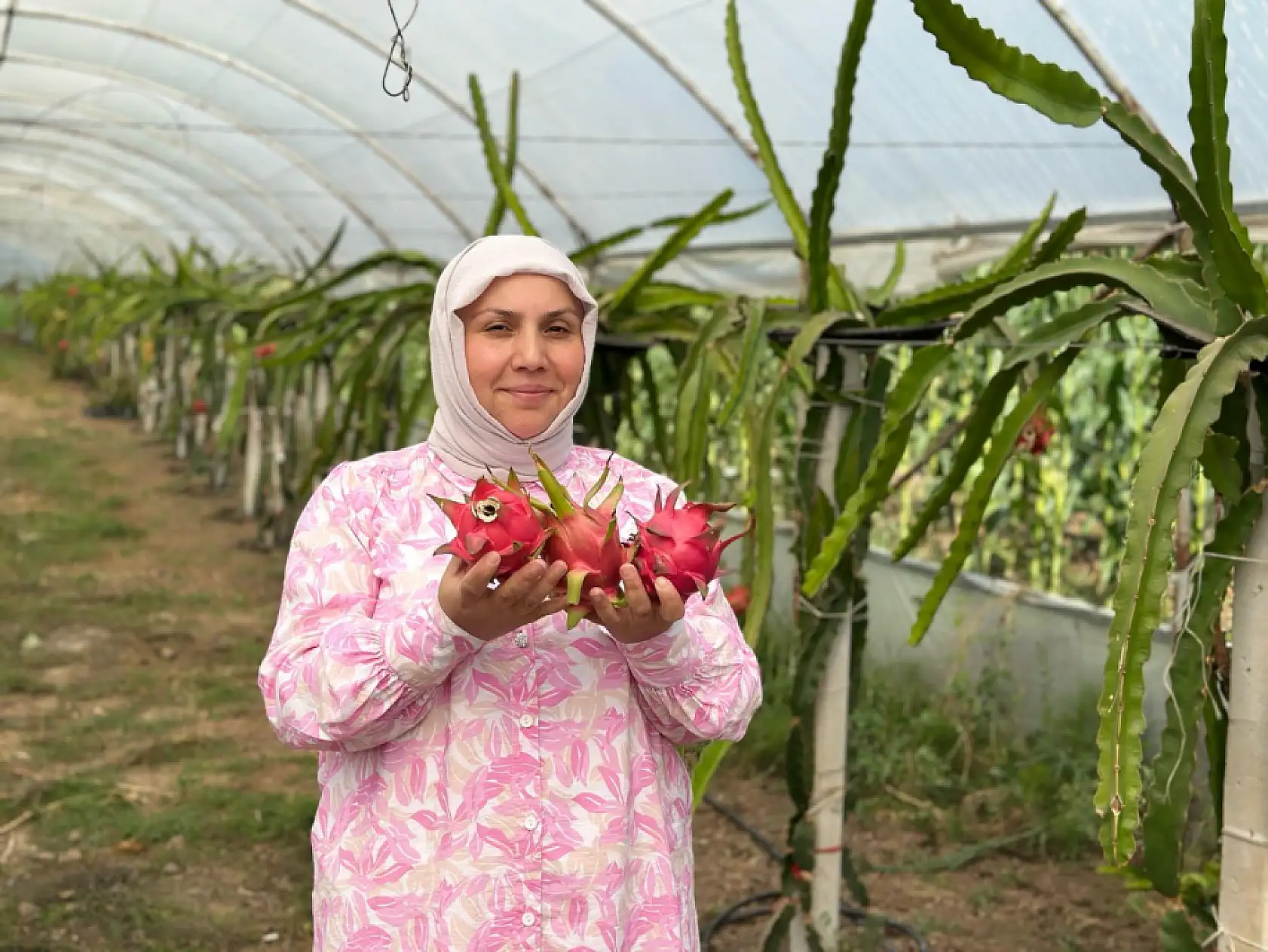 Ejder meyvesi hasadı yüzleri güldürdü